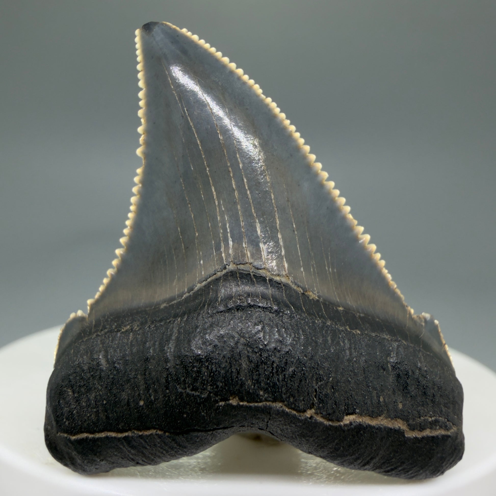 Front View 1.73" Serrated Fossil Carcharocles angustidens Shark Tooth from South Carolina - Spectacular AN451 - 2