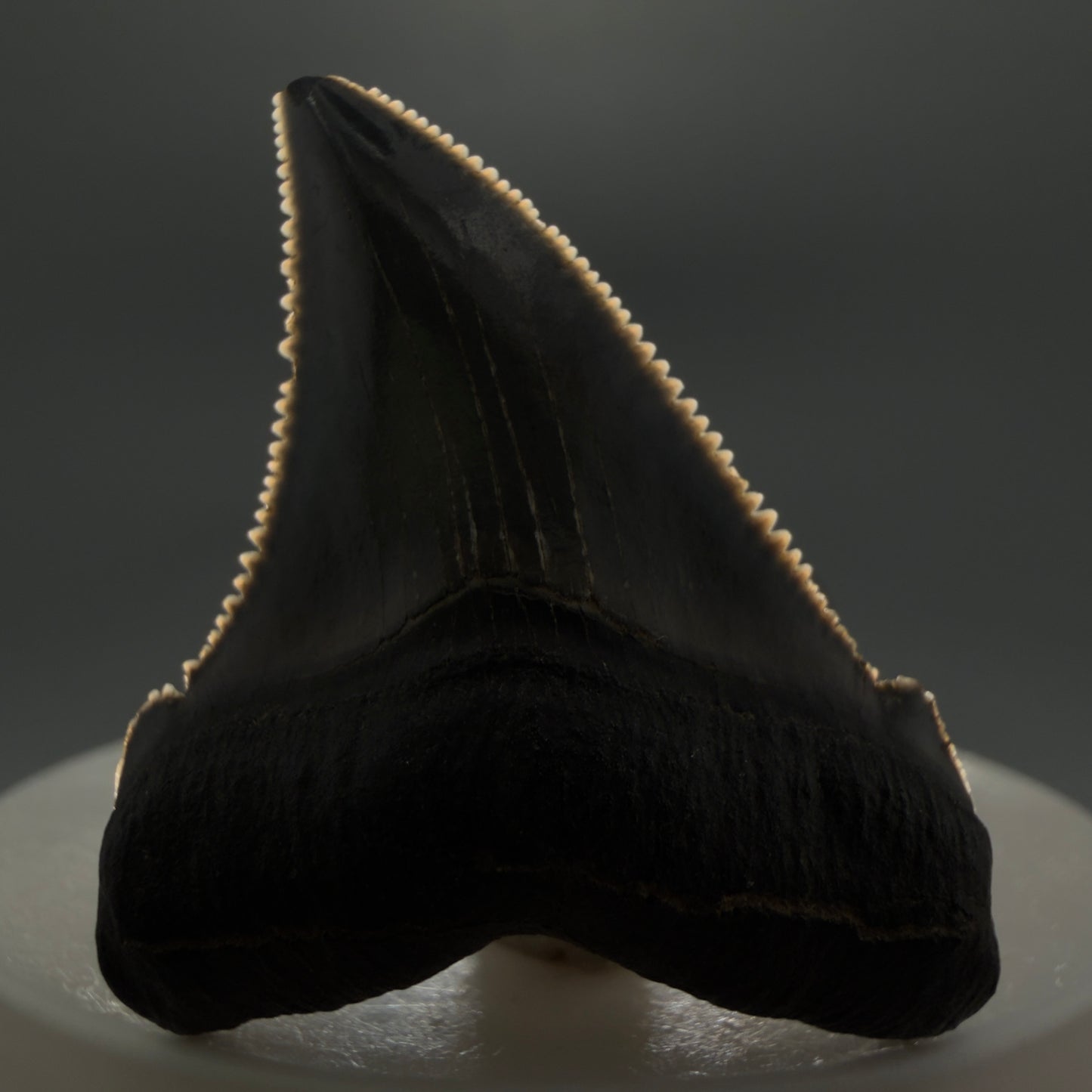 Front View 1.73" Serrated Fossil Carcharocles angustidens Shark Tooth from South Carolina - Spectacular AN451 - 3