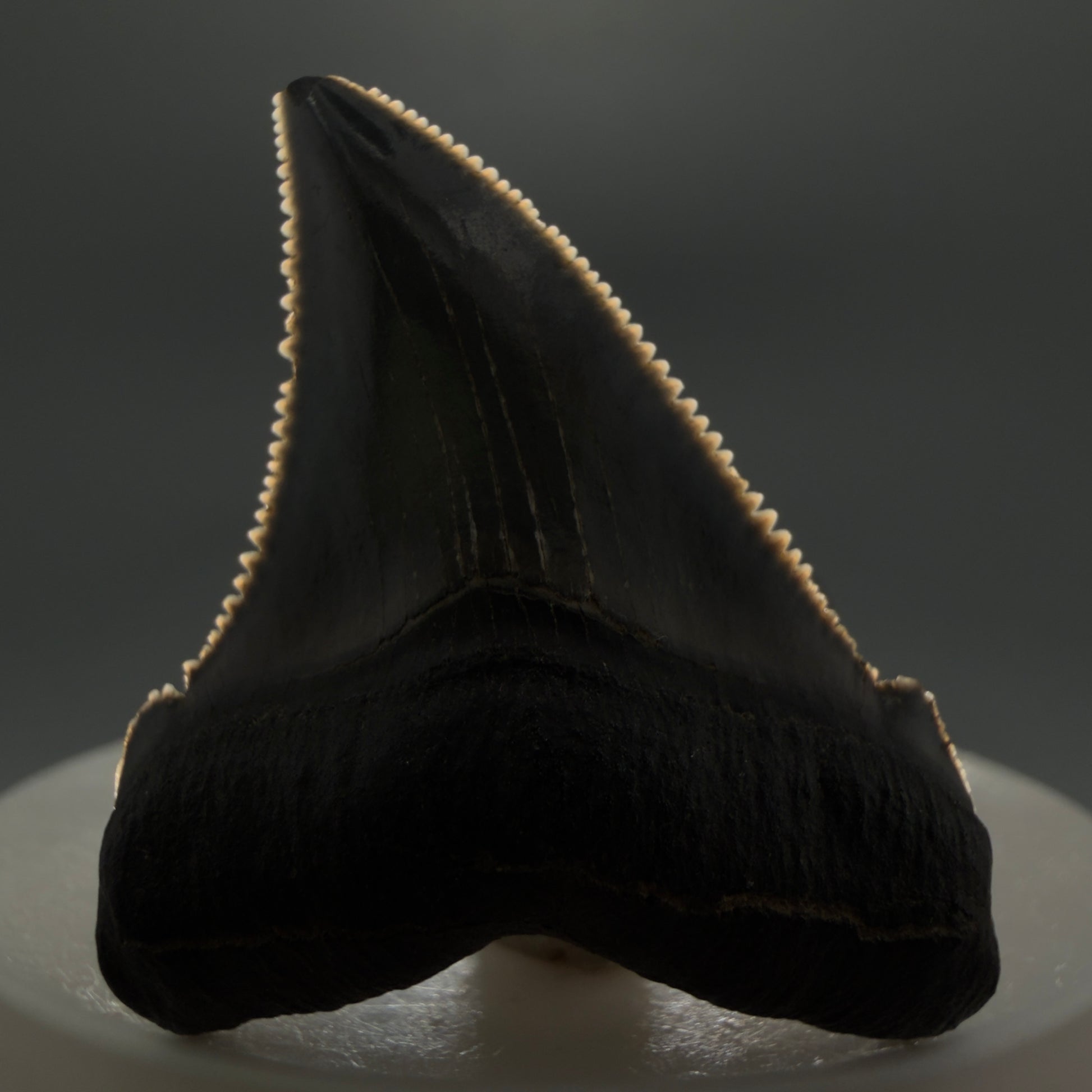 Front View 1.73" Serrated Fossil Carcharocles angustidens Shark Tooth from South Carolina - Spectacular AN451 - 3