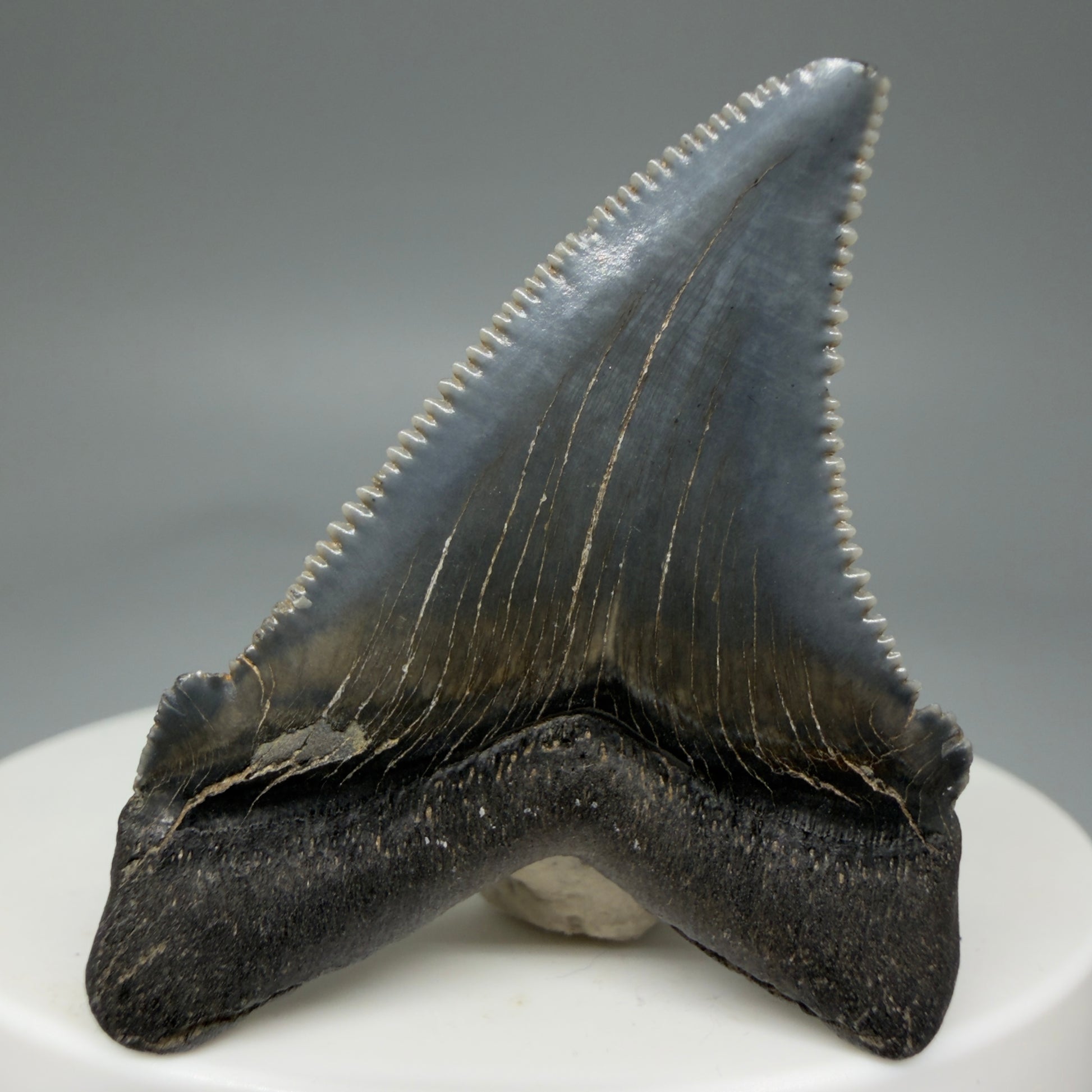 Back View 1.73" Serrated Fossil Carcharocles angustidens Shark Tooth from South Carolina - Spectacular AN451