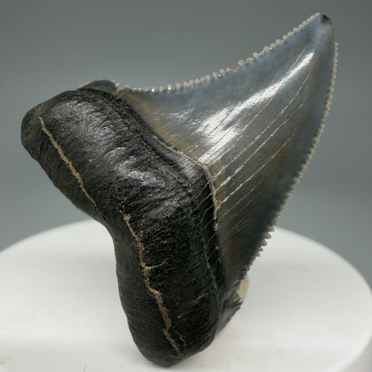 Front View 1.73" Serrated Fossil Carcharocles angustidens Shark Tooth from South Carolina - Spectacular AN451 - 1
