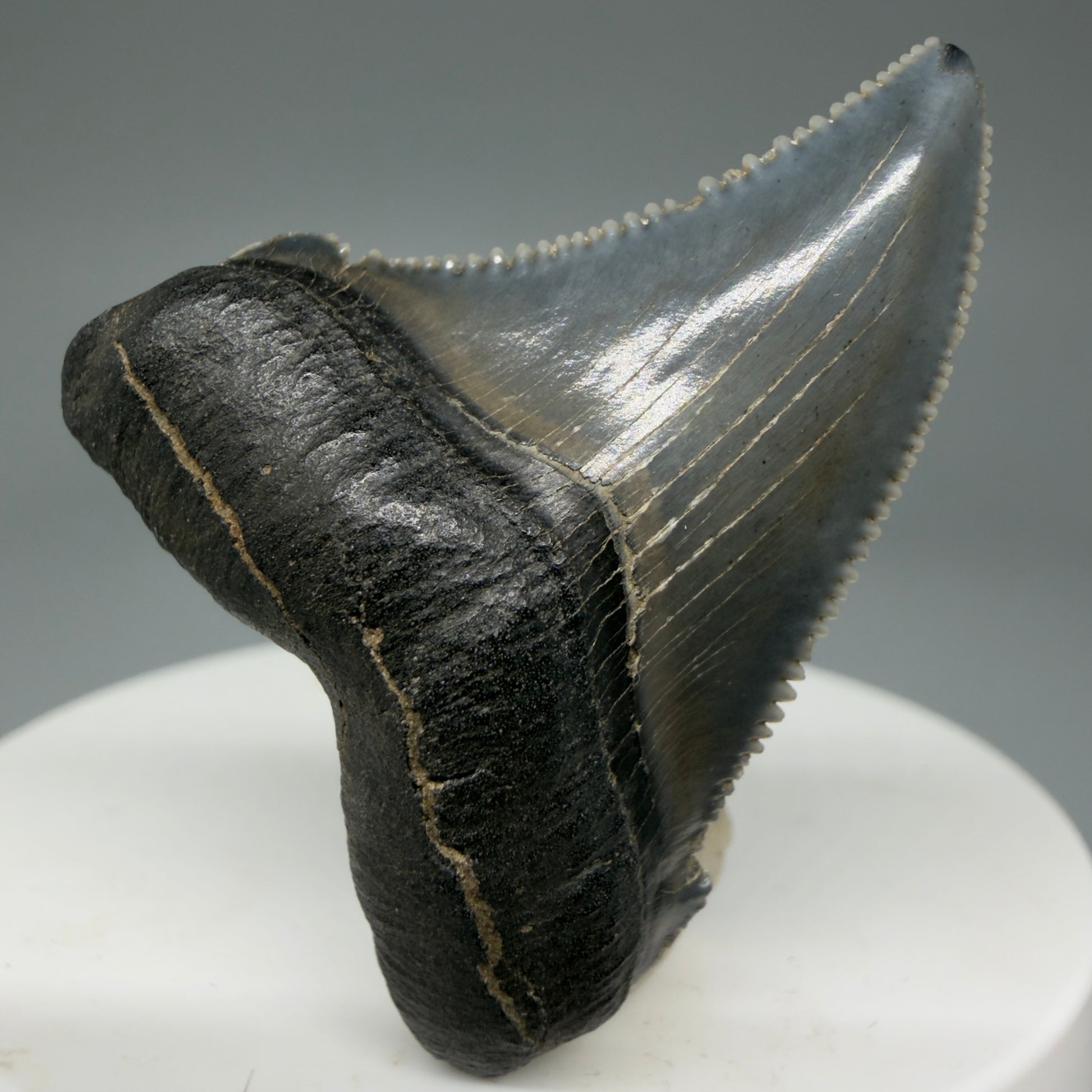 Front View 1.73" Serrated Fossil Carcharocles angustidens Shark Tooth from South Carolina - Spectacular AN451 - 1