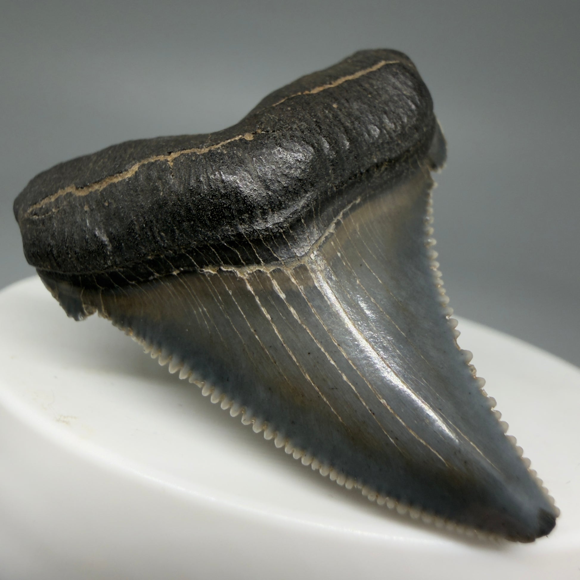 Front Left View 1.73" Serrated Fossil Carcharocles angustidens Shark Tooth from South Carolina - Spectacular AN451