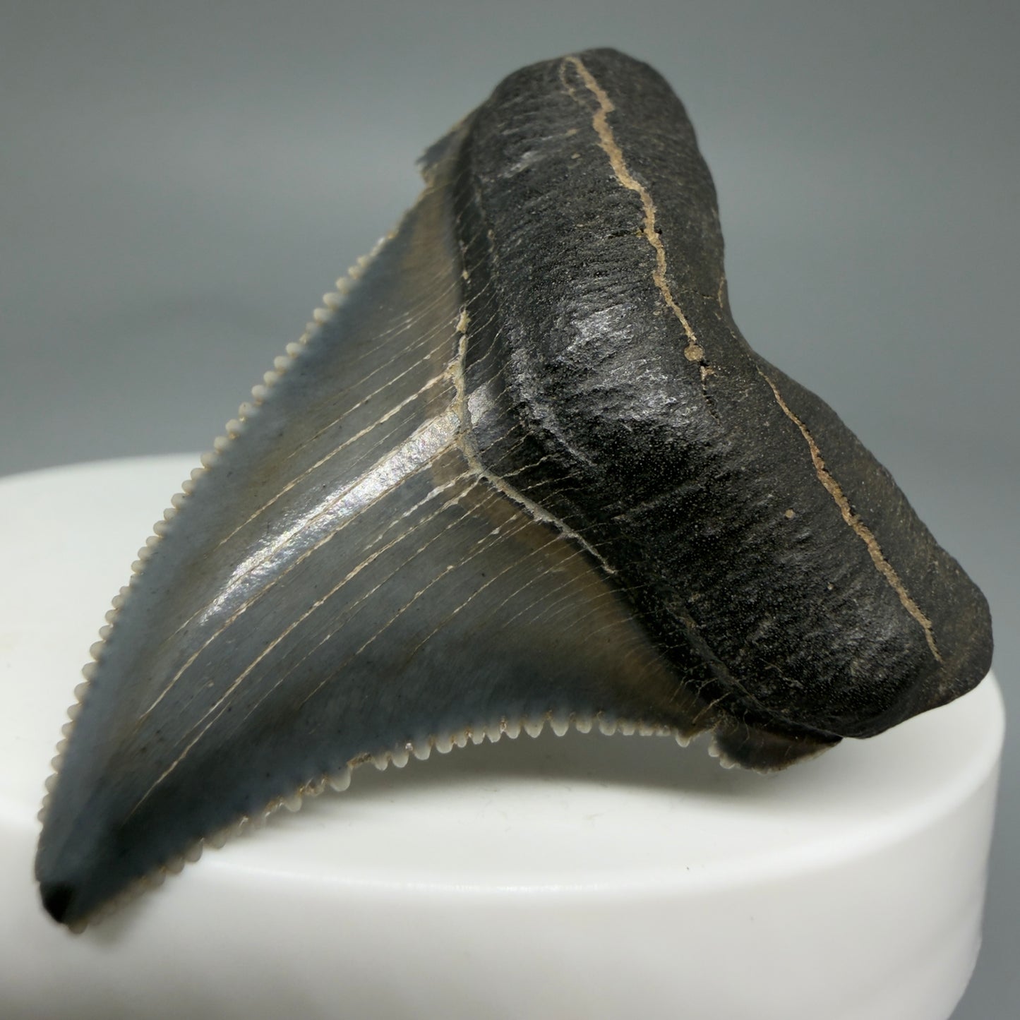 Front Right View 1.73" Serrated Fossil Carcharocles angustidens Shark Tooth from South Carolina - Spectacular AN451