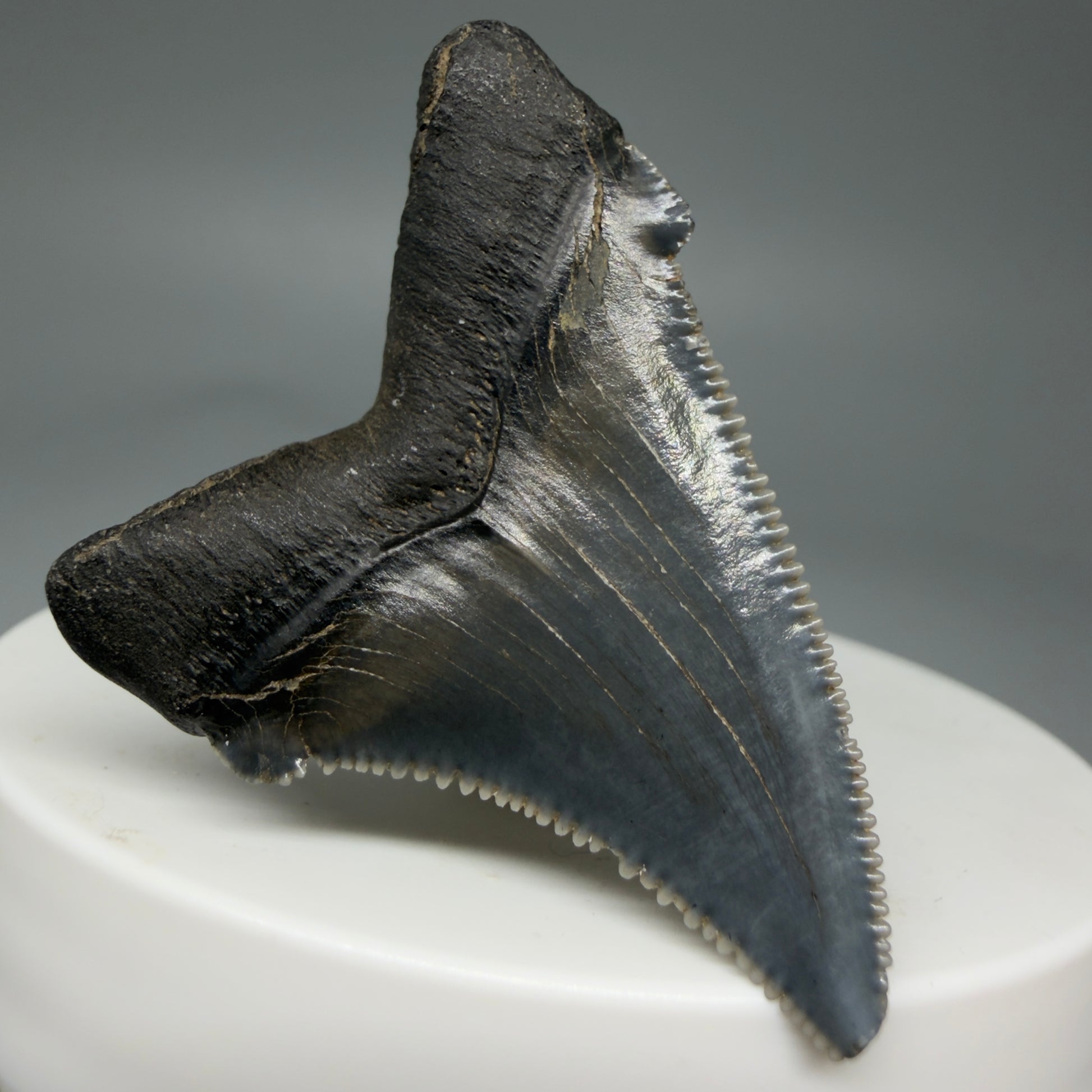 Back Left View 1.73" Serrated Fossil Carcharocles angustidens Shark Tooth from South Carolina - Spectacular AN451