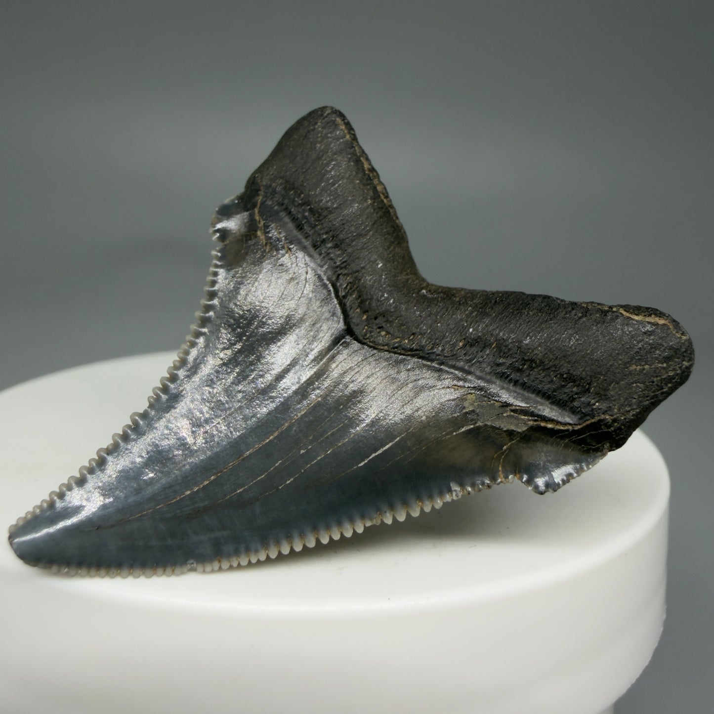 Back Right View 1.73" Serrated Fossil Carcharocles angustidens Shark Tooth from South Carolina - Spectacular AN451