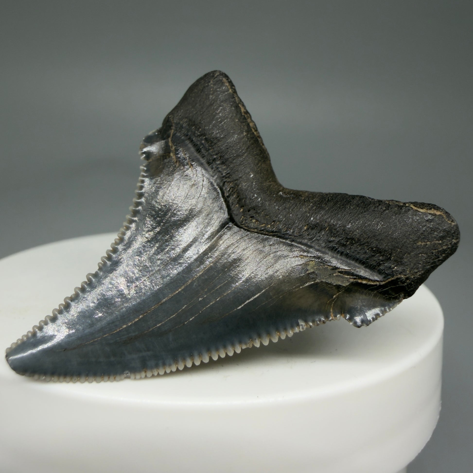 Back Right View 1.73" Serrated Fossil Carcharocles angustidens Shark Tooth from South Carolina - Spectacular AN451