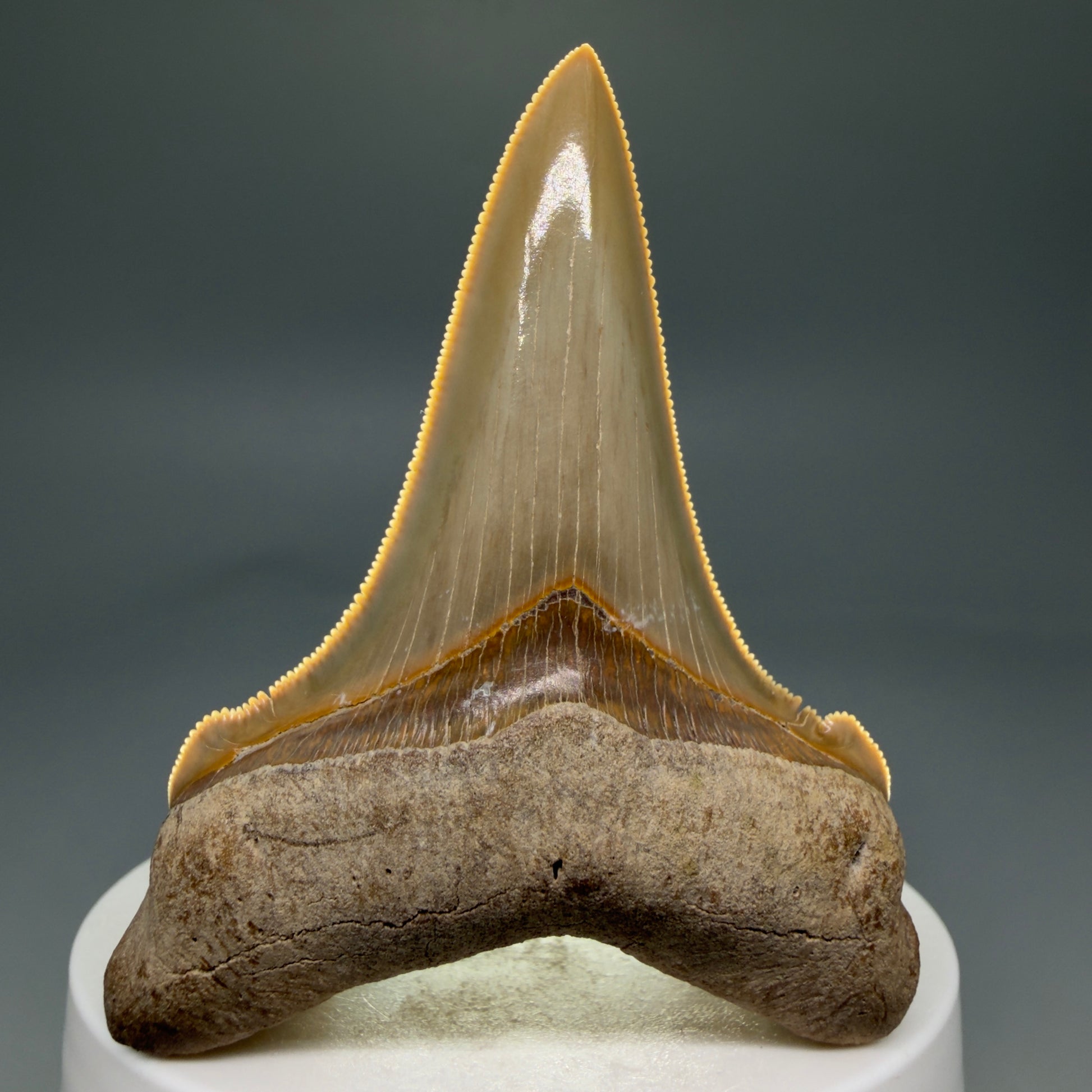Front View 2.75" Fossil Carcharocles angustidens Shark Tooth from Summerville, South Carolina AN458 - 3