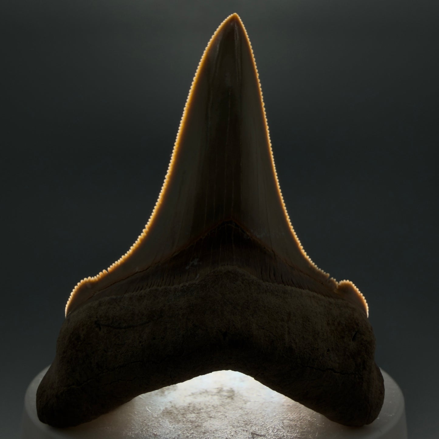 Front View 2.75" Fossil Carcharocles angustidens Shark Tooth from Summerville, South Carolina AN458 - 1