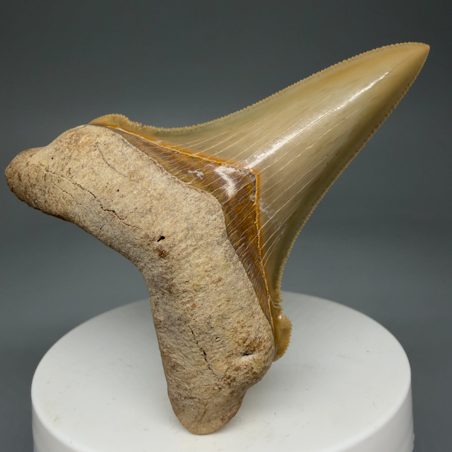 Front View 2.75" Fossil Carcharocles angustidens Shark Tooth from Summerville, South Carolina AN458 - 4