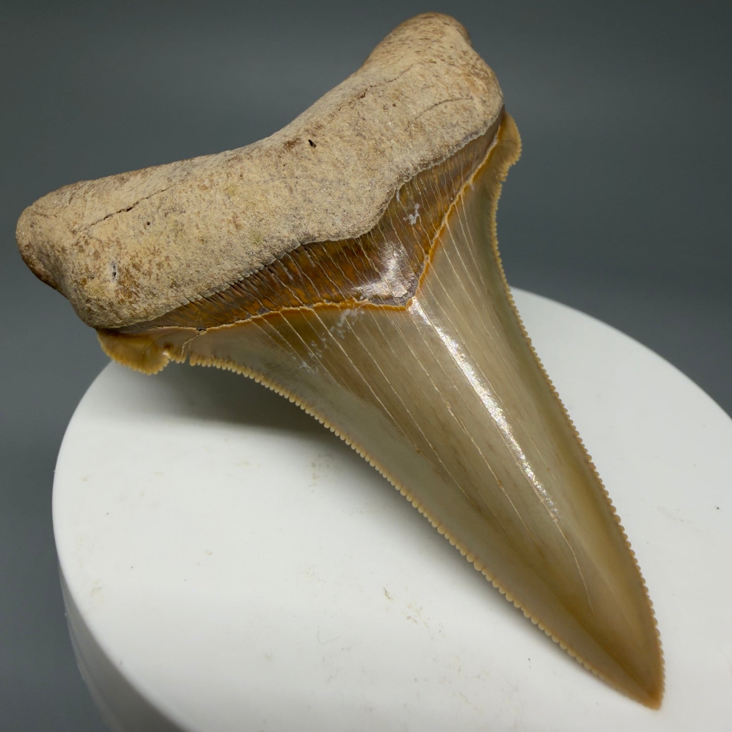 Front Left View 2.75" Fossil Carcharocles angustidens Shark Tooth from Summerville, South Carolina AN458