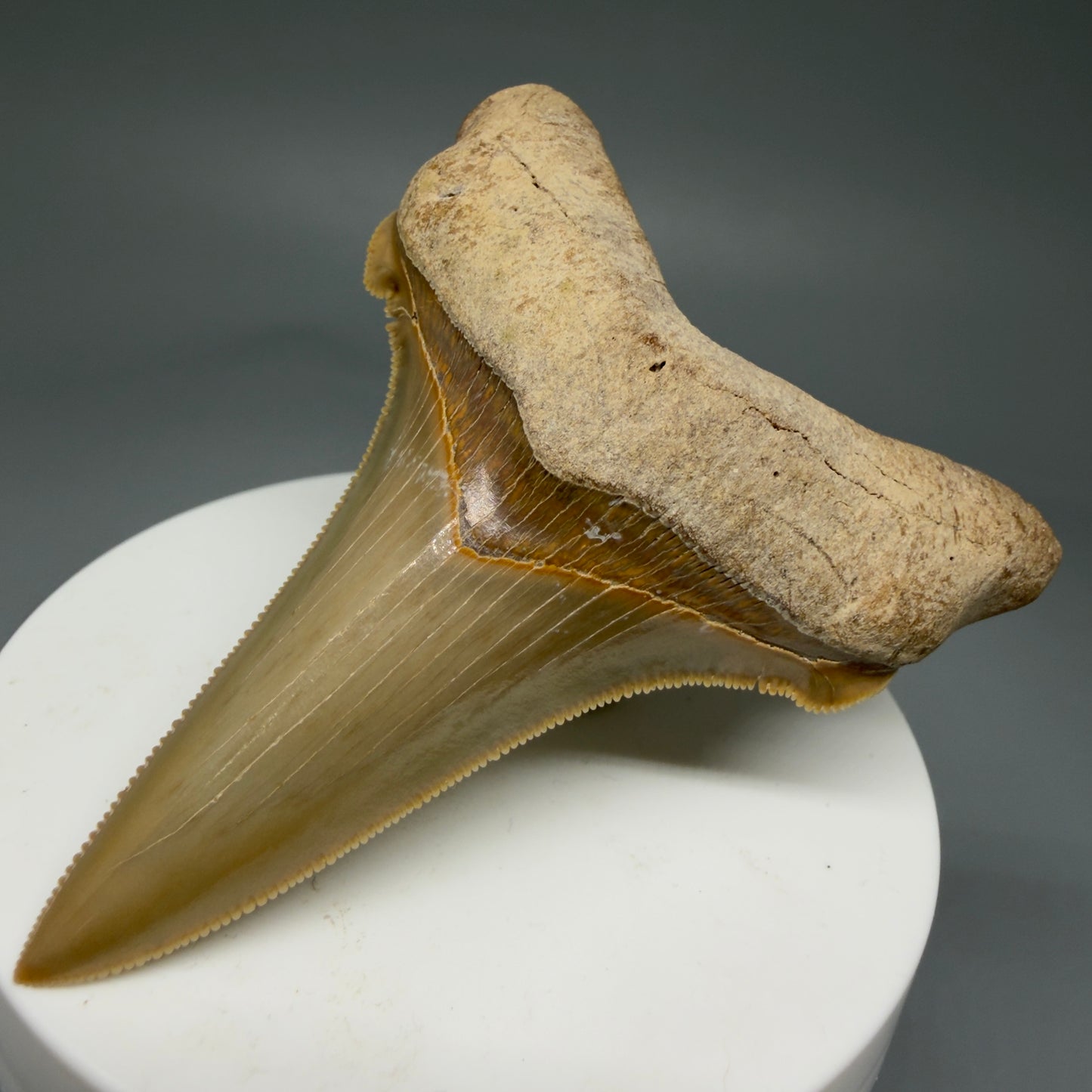 Front Right View 2.75" Fossil Carcharocles angustidens Shark Tooth from Summerville, South Carolina AN458