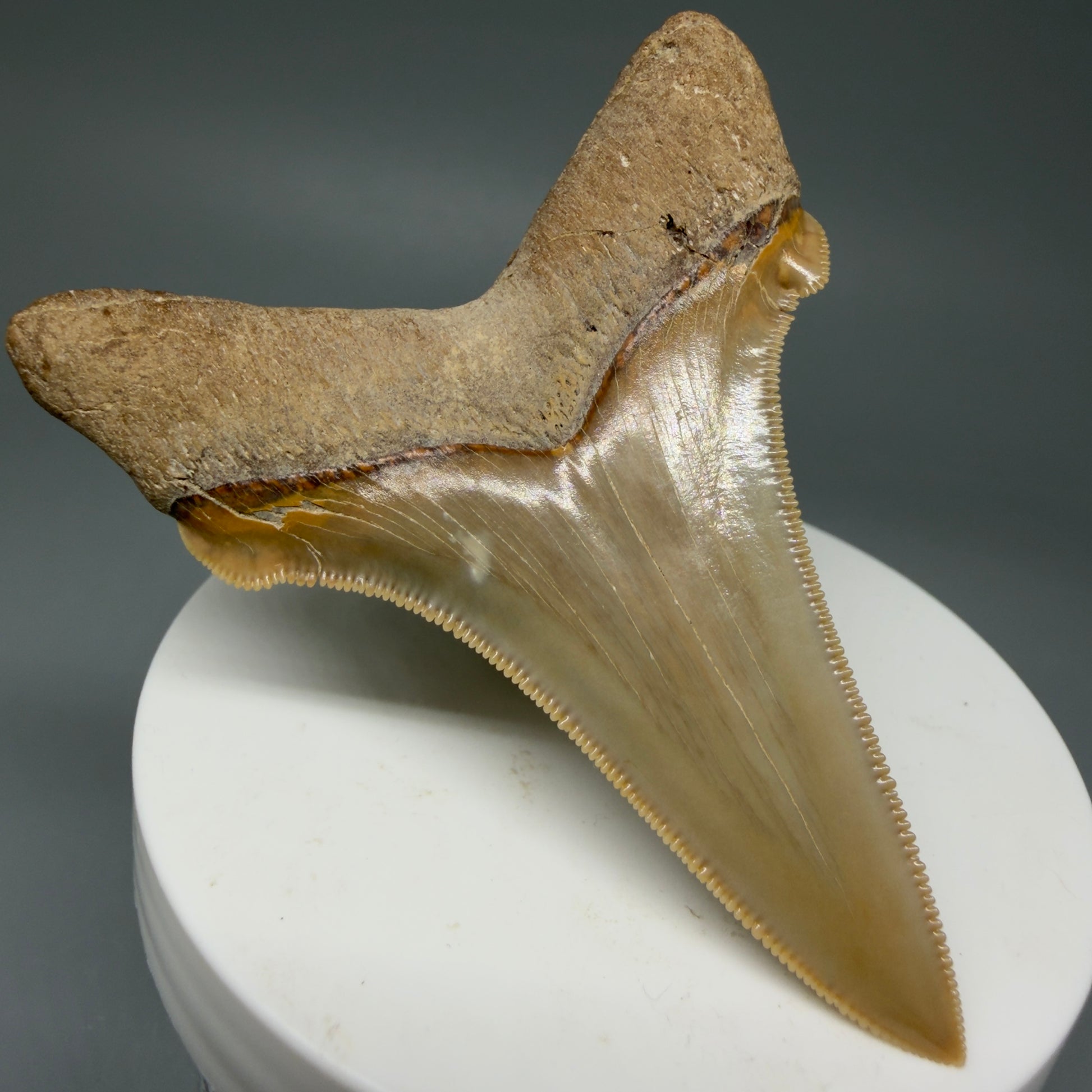 Back left View 2.75" Fossil Carcharocles angustidens Shark Tooth from Summerville, South Carolina AN458