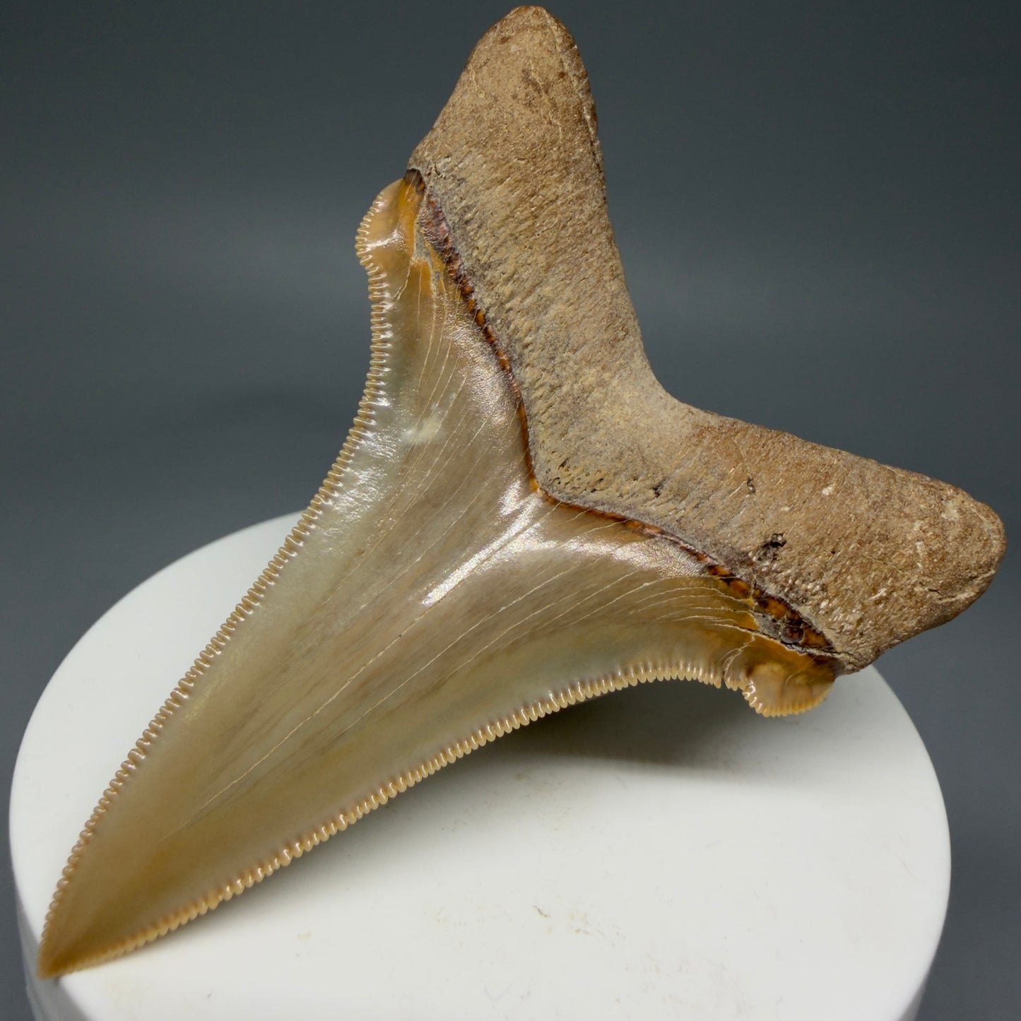 Back right View 2.75" Fossil Carcharocles angustidens Shark Tooth from Summerville, South Carolina AN458
