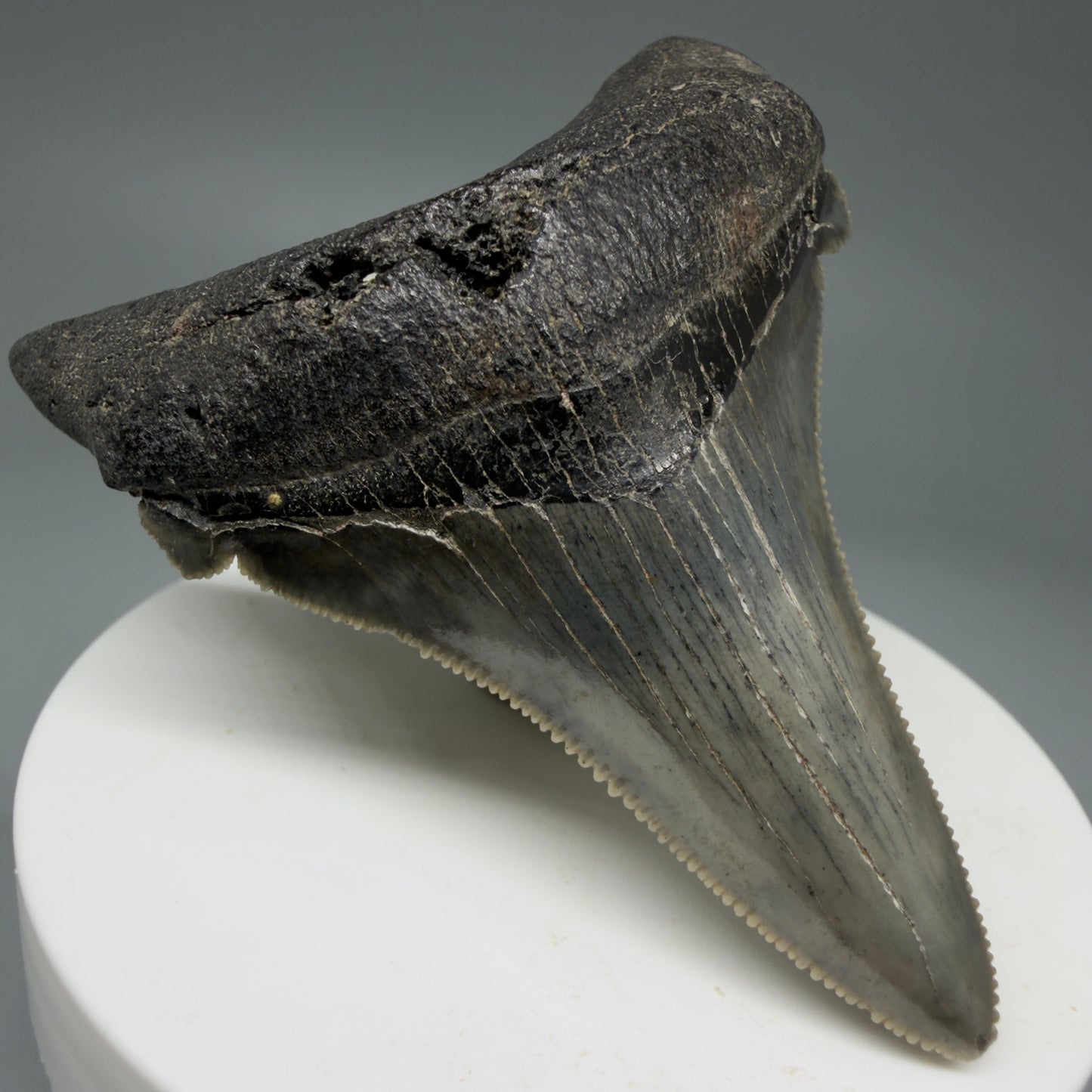 Front Left View 2.69" Serrated Fossil Carcharocles angustidens Shark Tooth from South Carolina - Spectacular AN455 