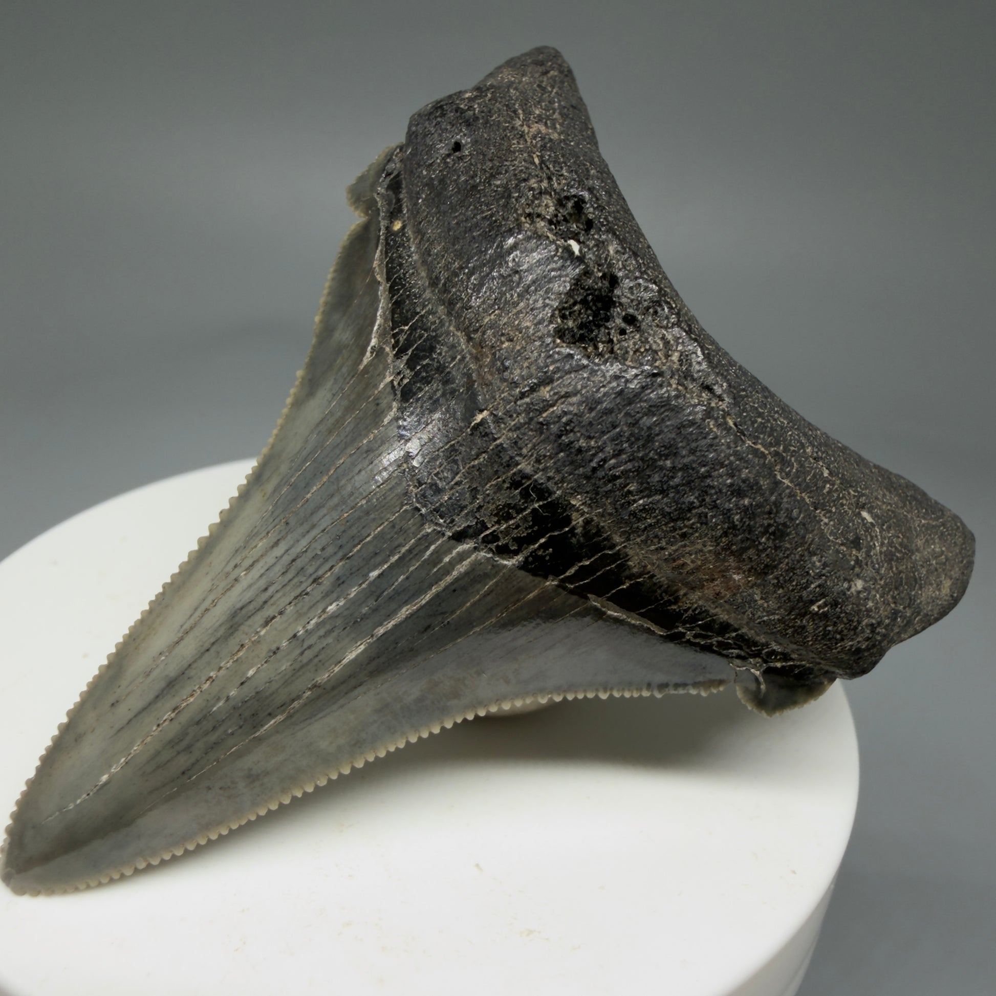 Front Right View 2.69" Serrated Fossil Carcharocles angustidens Shark Tooth from South Carolina - Spectacular AN455 