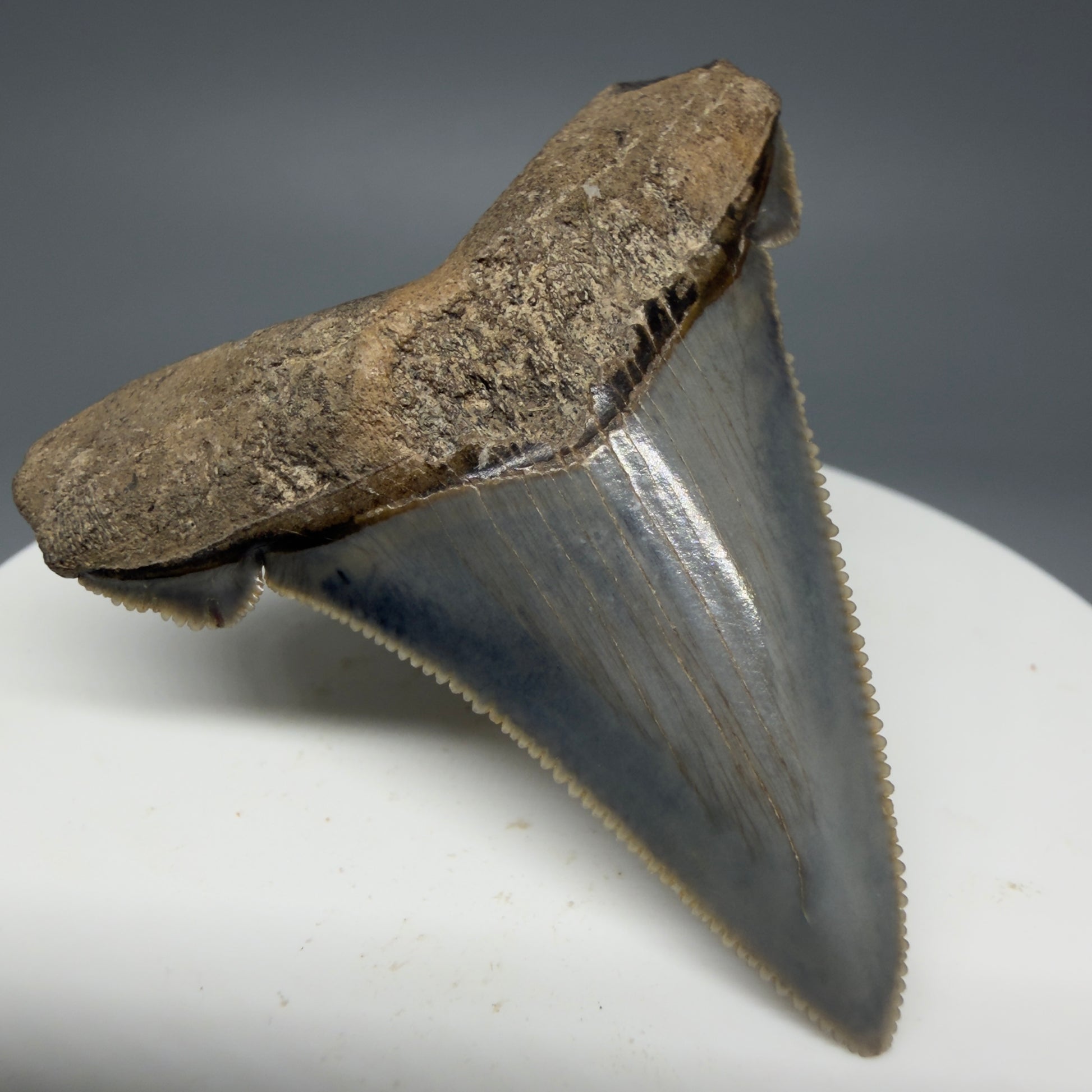 Front Left View Spectacular 1.96" Serrated Fossil Carcharocles angustidens Shark Tooth - South Carolina AN452 - 4