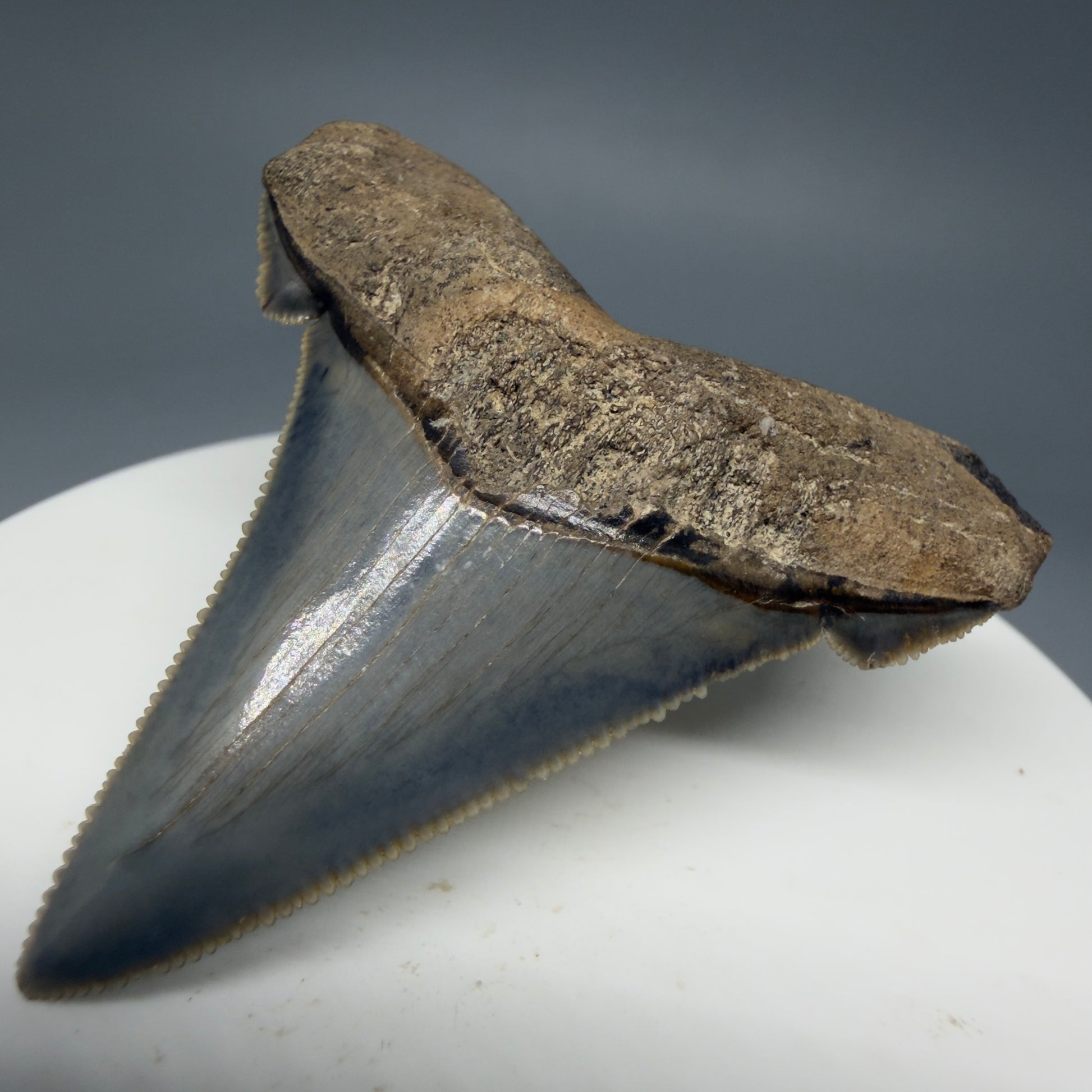 Front Right View Spectacular 1.96" Serrated Fossil Carcharocles angustidens Shark Tooth - South Carolina AN452 