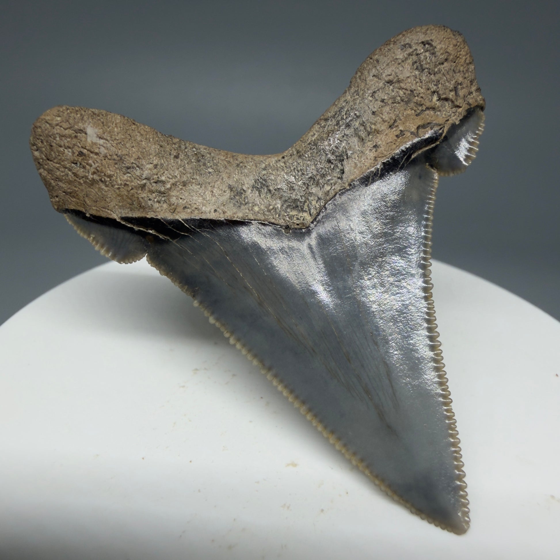 Back Left View Spectacular 1.96" Serrated Fossil Carcharocles angustidens Shark Tooth - South Carolina AN452