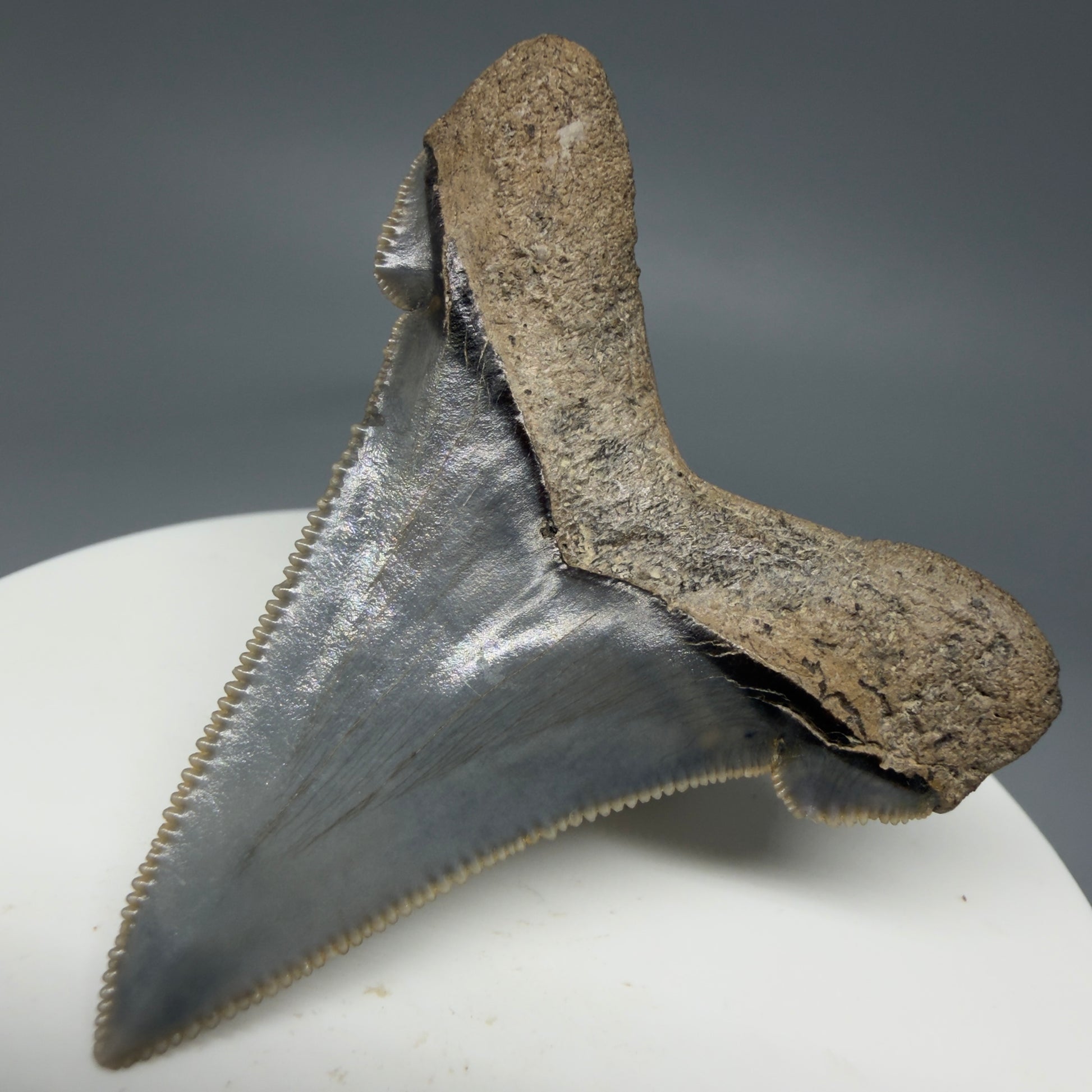 Back Right View Spectacular 1.96" Serrated Fossil Carcharocles angustidens Shark Tooth - South Carolina AN452