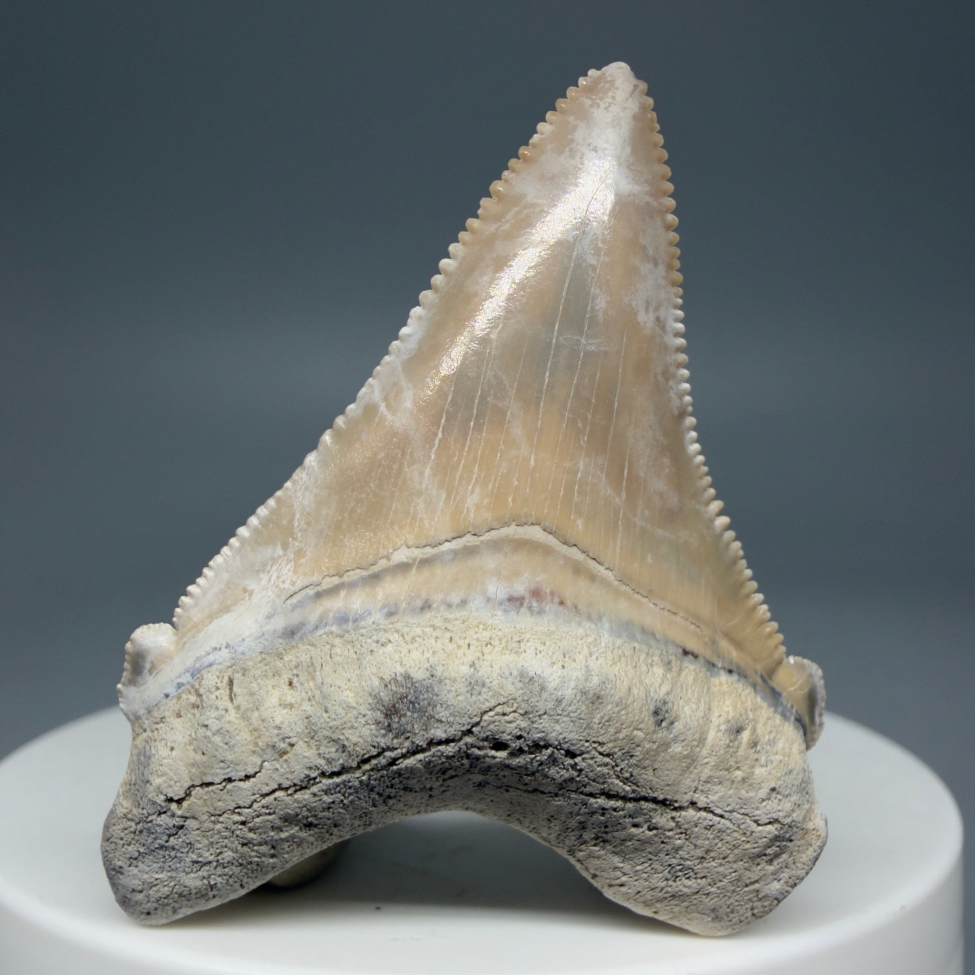 Front View 1.86" Fossil Carcharocles angustidens Shark Tooth from Summerville, South Carolina AN457 - 2