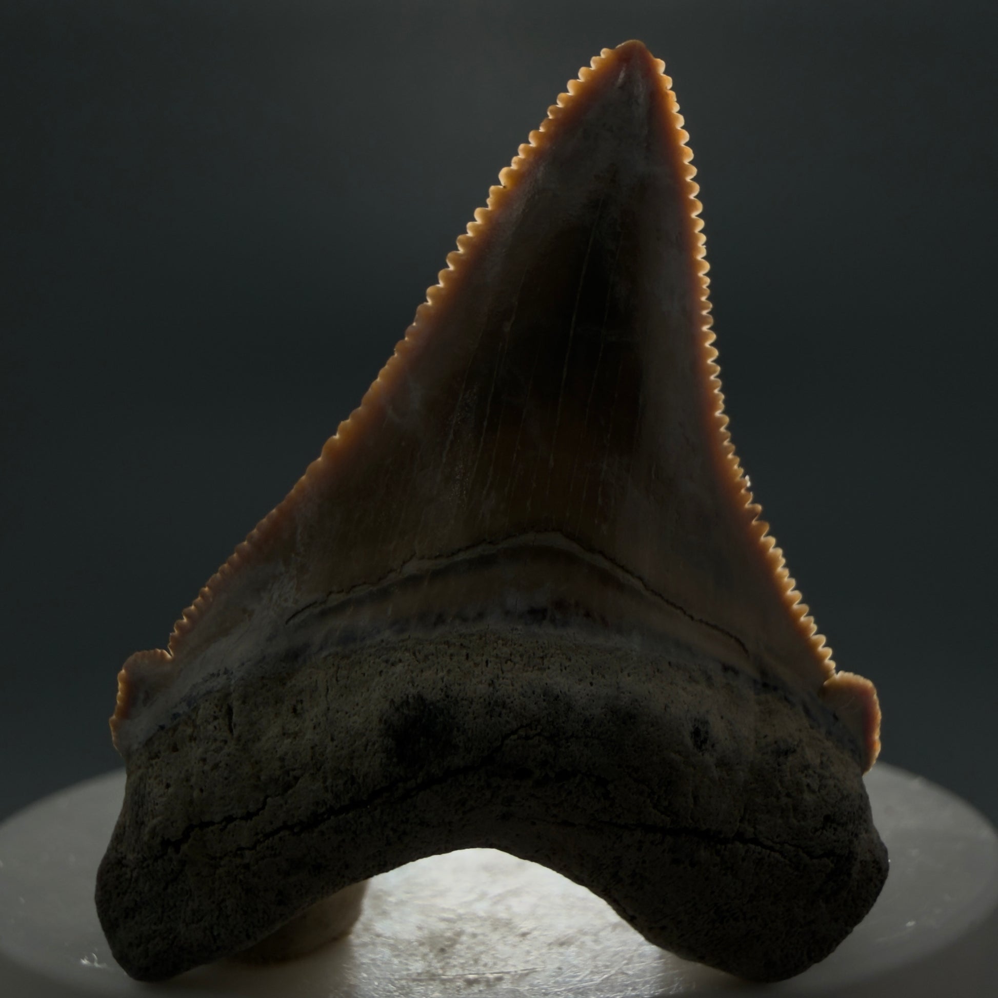 Front View 1.86" Fossil Carcharocles angustidens Shark Tooth from Summerville, South Carolina AN457 - 1