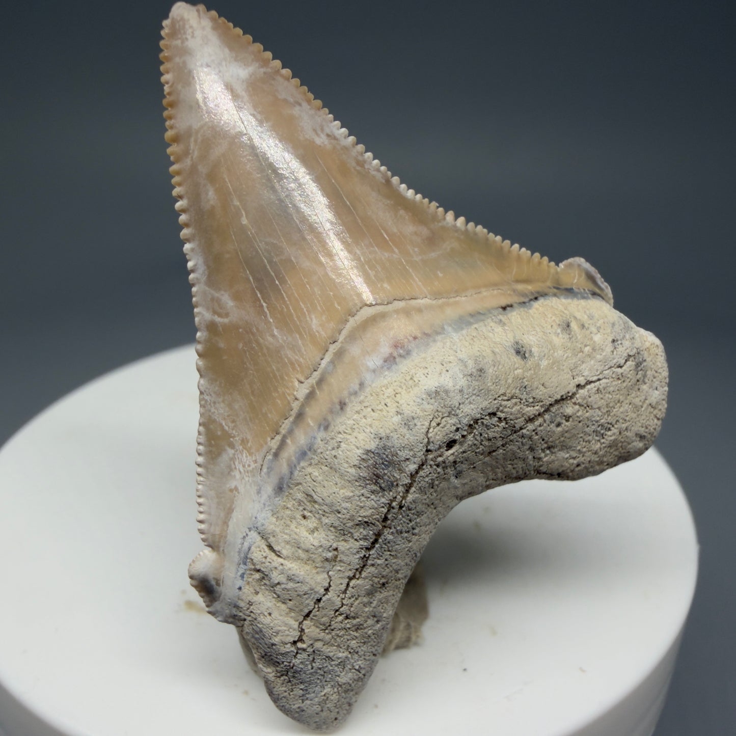 Front View 1.86" Fossil Carcharocles angustidens Shark Tooth from Summerville, South Carolina AN457 - 2