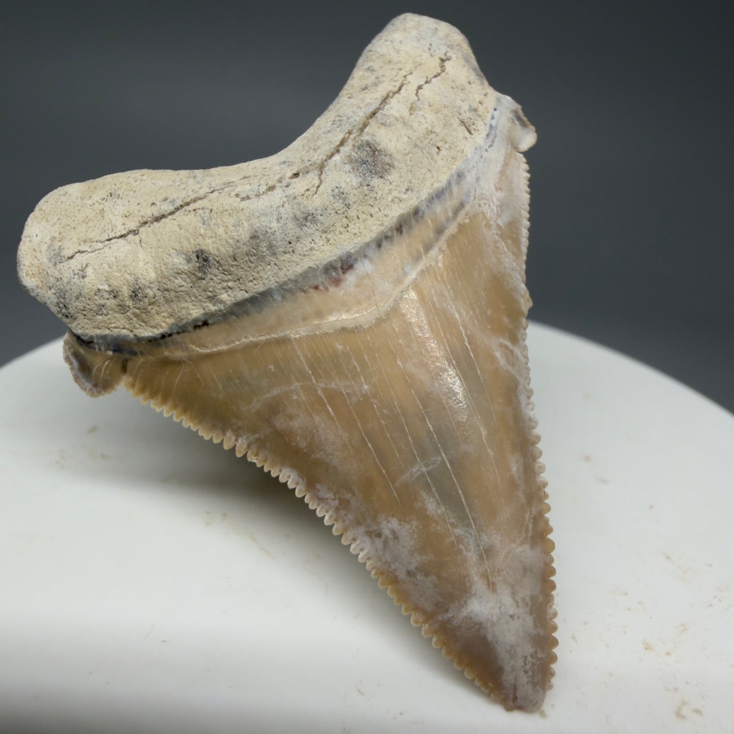 Front Left View 1.86" Fossil Carcharocles angustidens Shark Tooth from Summerville, South Carolina AN457