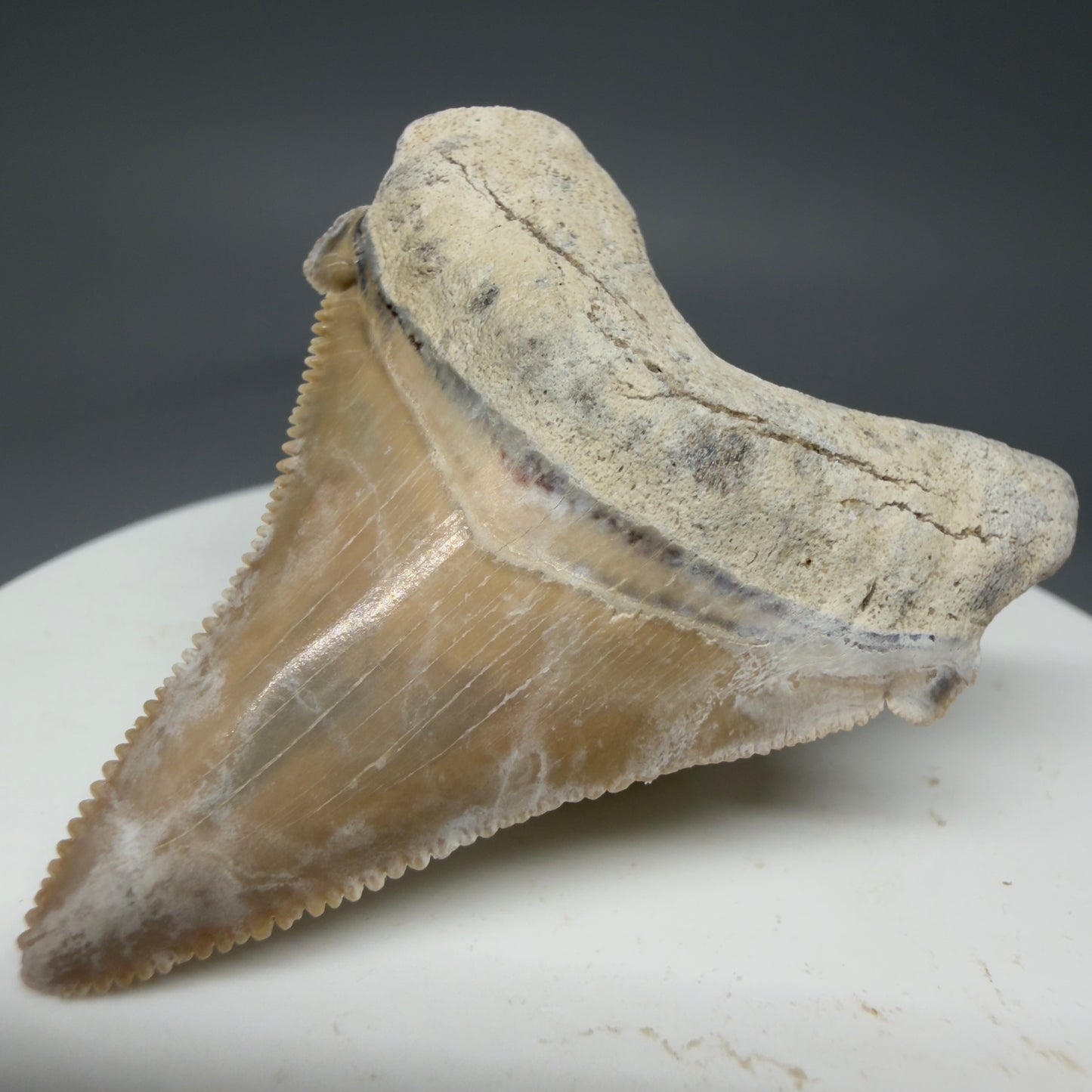 Front Right View 1.86" Fossil Carcharocles angustidens Shark Tooth from Summerville, South Carolina AN457