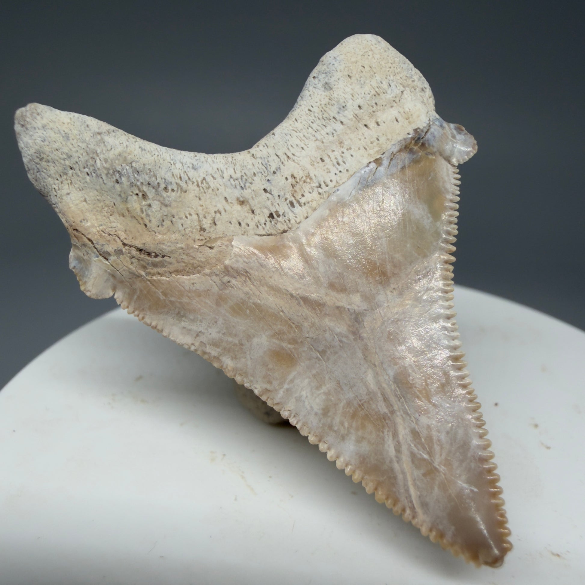 Back Left View 1.86" Fossil Carcharocles angustidens Shark Tooth from Summerville, South Carolina AN457