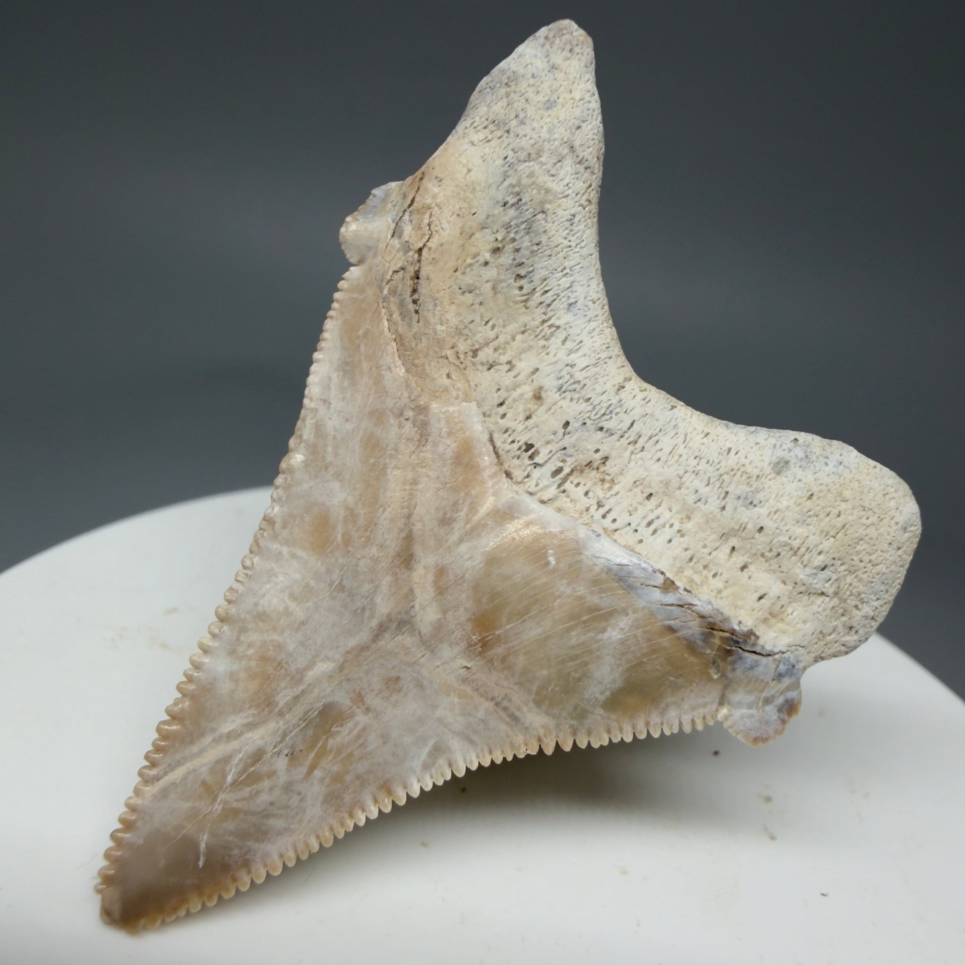 Back Right View 1.86" Fossil Carcharocles angustidens Shark Tooth from Summerville, South Carolina AN457