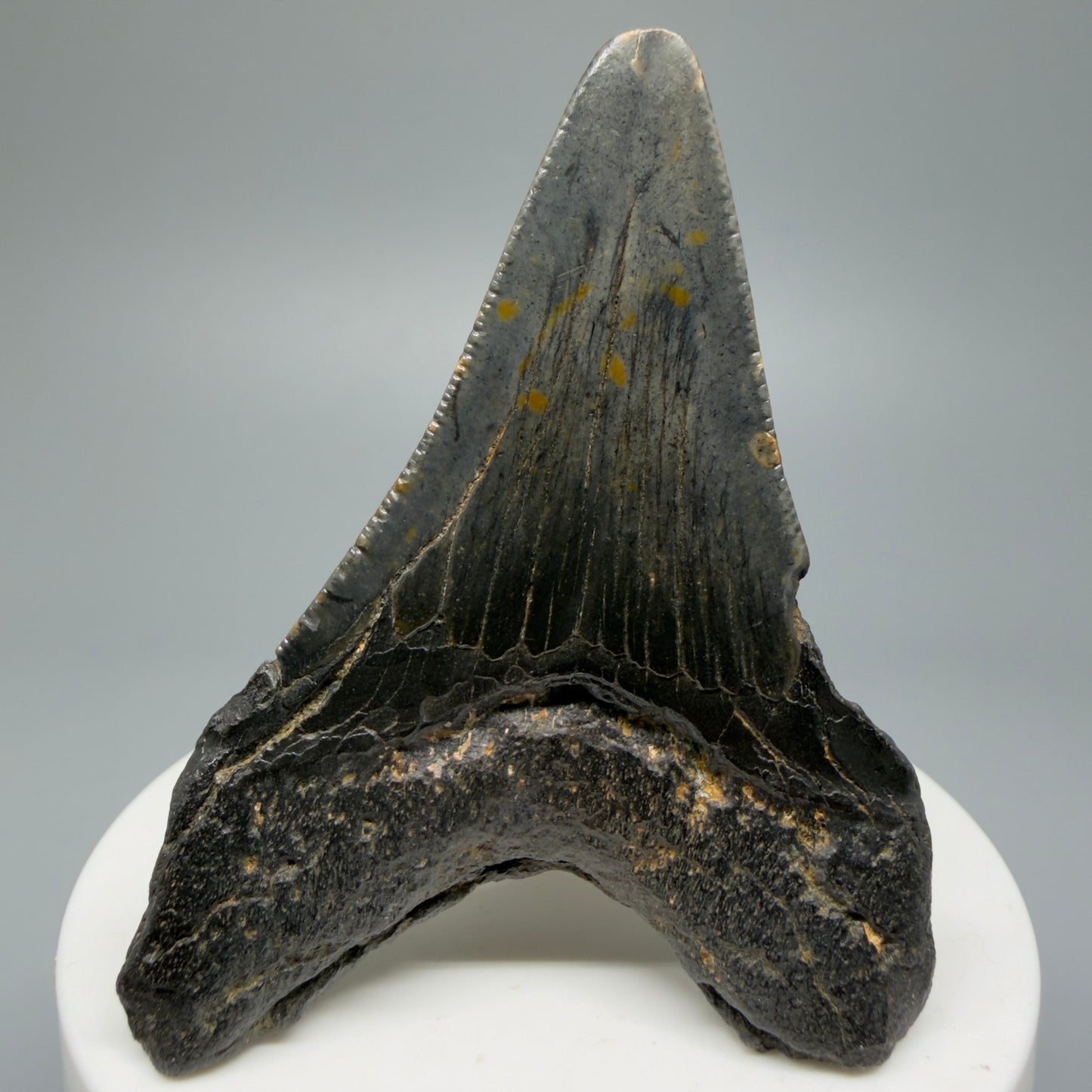 Affordable, Colorful 2.67" Fossil Megalodon Shark Tooth from North Carolina CM5338 - Back