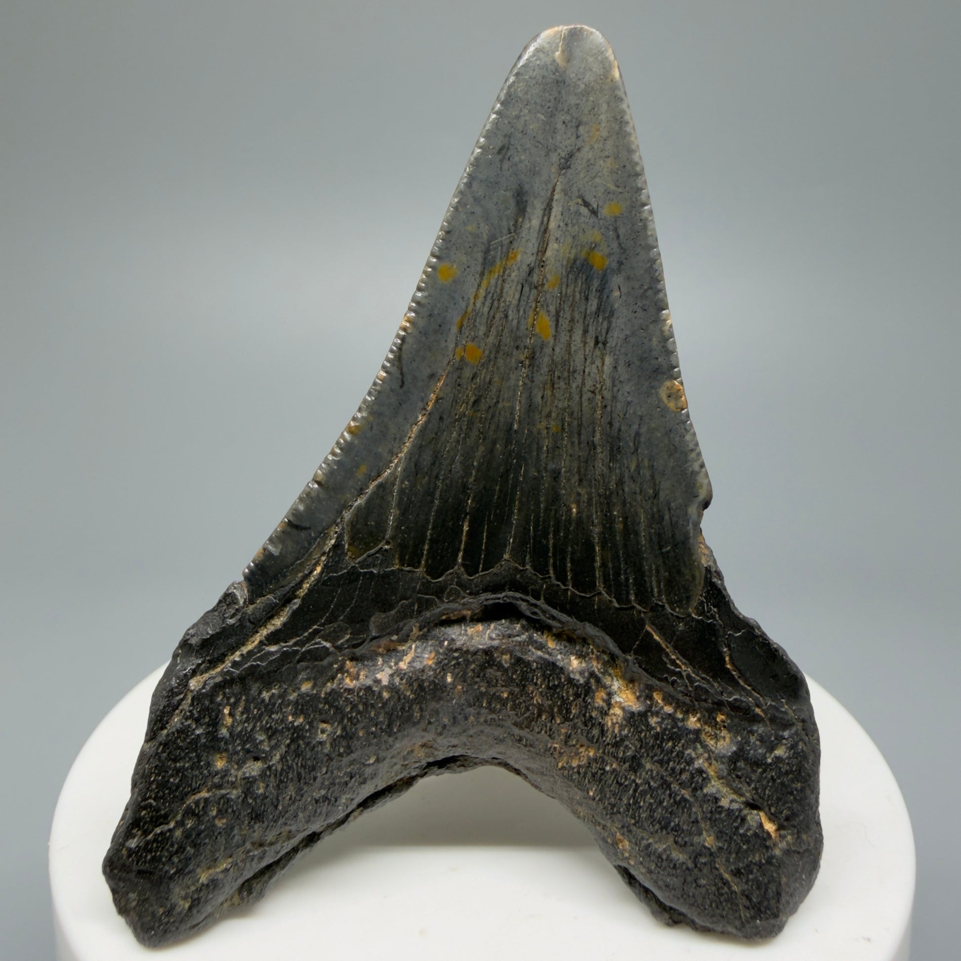 Affordable, Colorful 2.67" Fossil Megalodon Shark Tooth from North Carolina CM5338 - Back