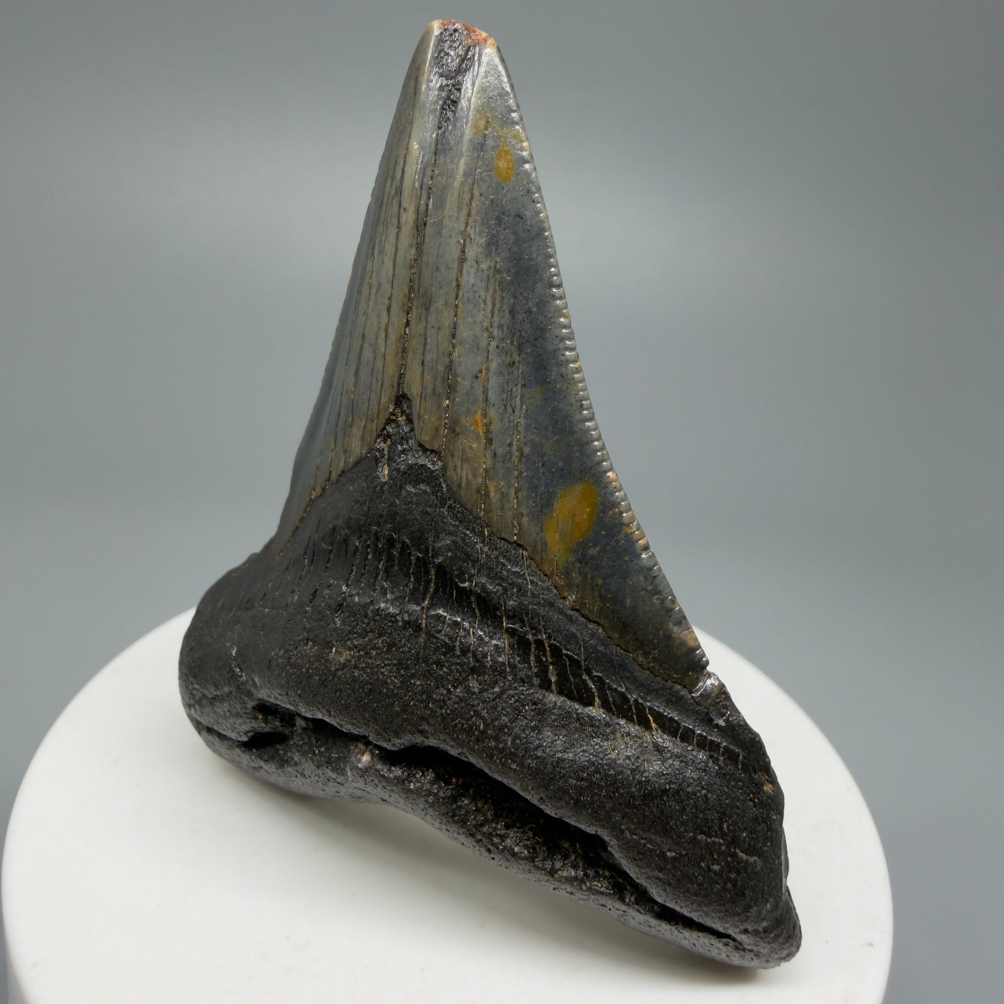 Affordable, Colorful 2.67" Fossil Megalodon Shark Tooth from North Carolina CM5338 - Front Right