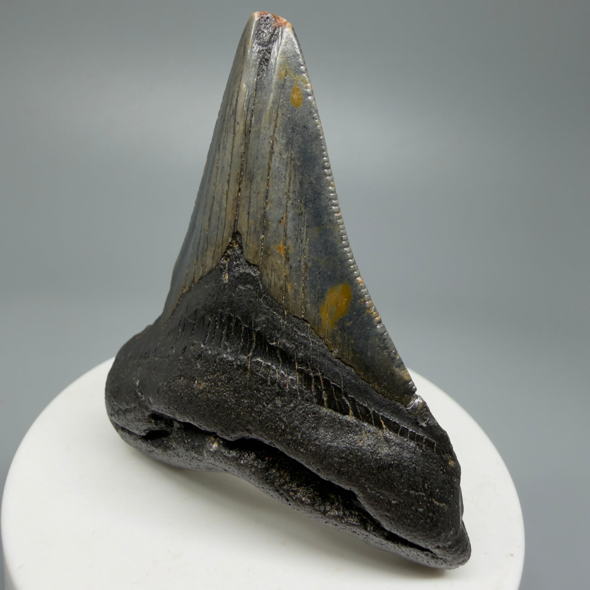 Affordable, Colorful 2.67" Fossil Megalodon Shark Tooth from North Carolina CM5338 - Front Right