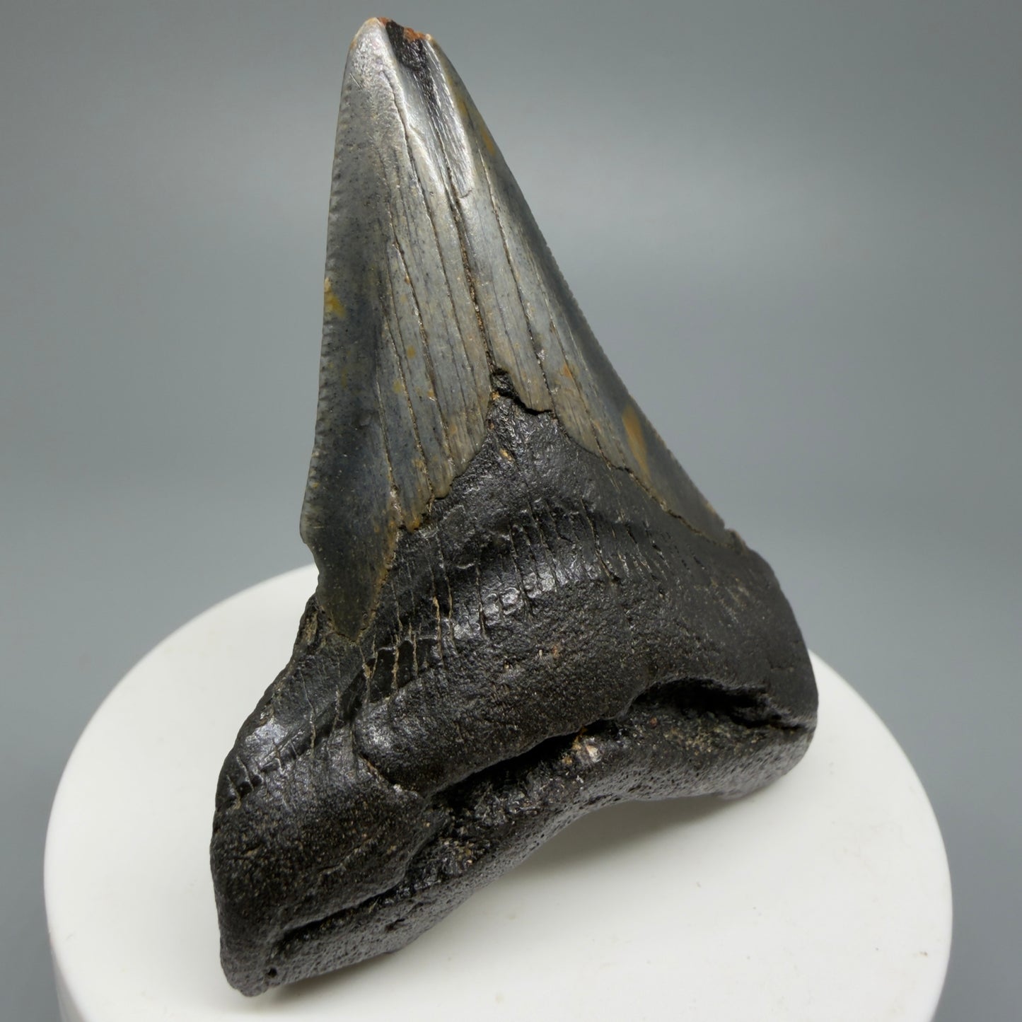 Affordable, Colorful 2.67" Fossil Megalodon Shark Tooth from North Carolina CM5338 - Front Left