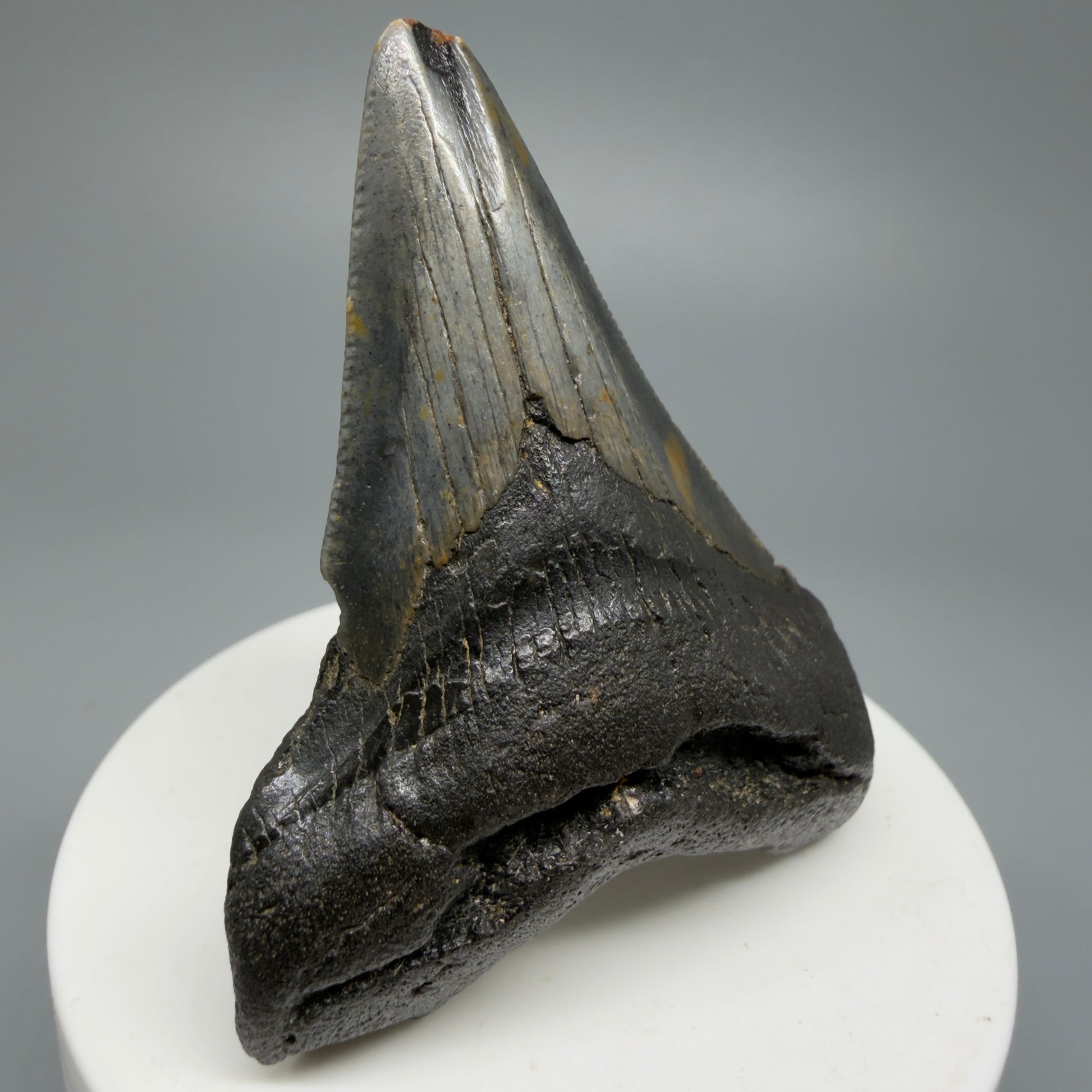Affordable, Colorful 2.67" Fossil Megalodon Shark Tooth from North Carolina CM5338 - Front Left