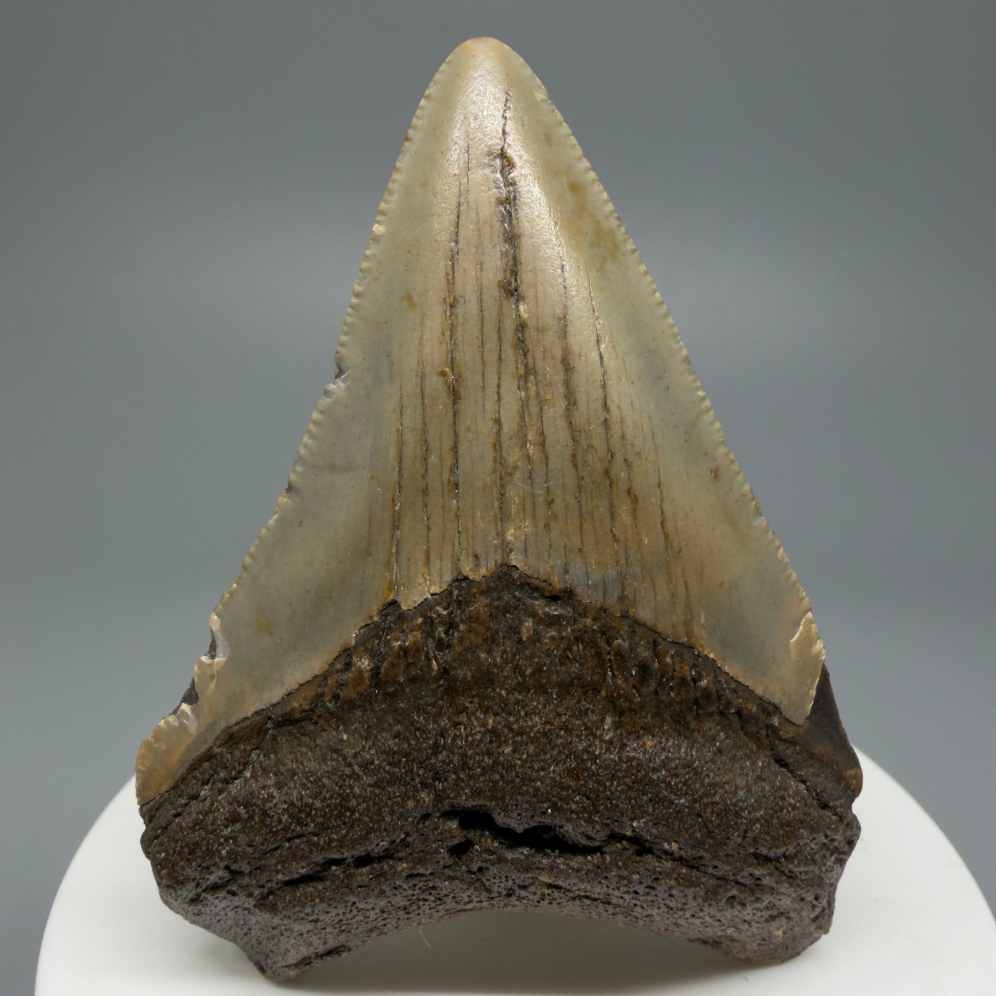 Serrated, colorful 2.63" Fossil Megalodon Shark Tooth from North Carolina CM5339 - Front