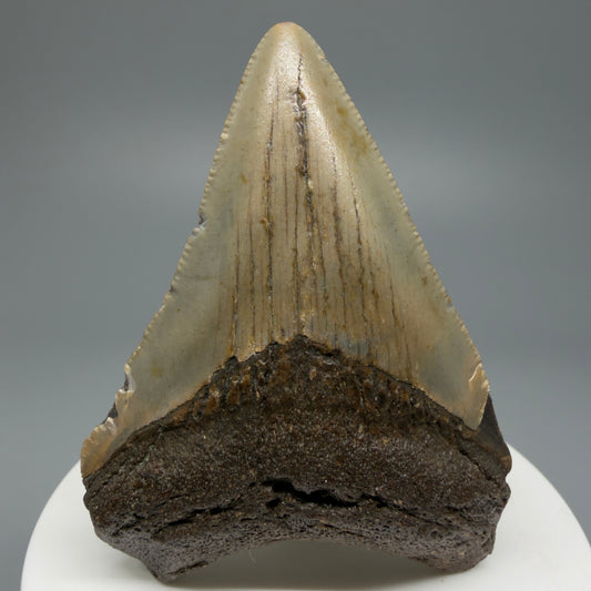 Serrated, colorful 2.63" Fossil Megalodon Shark Tooth from North Carolina CM5339 - Front