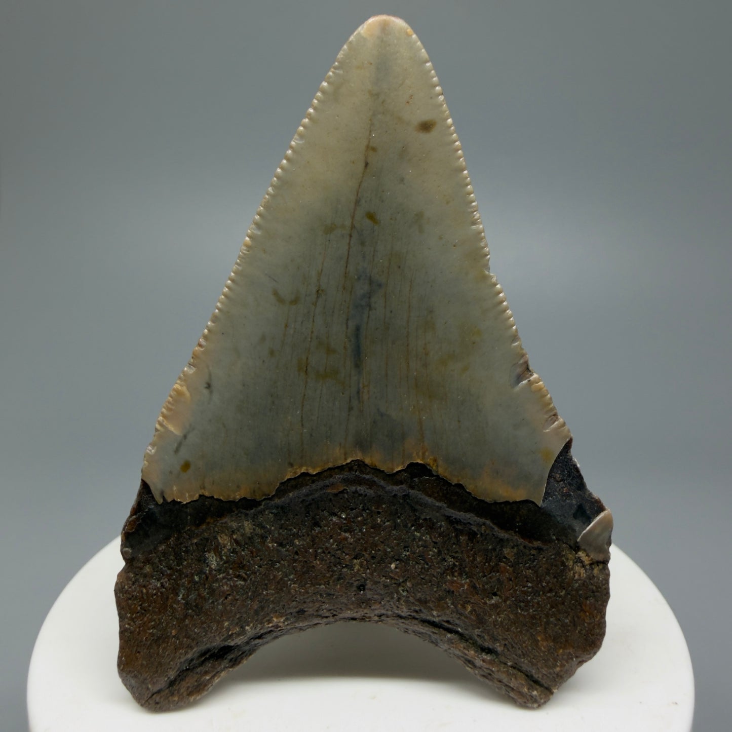Serrated, colorful 2.63" Fossil Megalodon Shark Tooth from North Carolina CM5339 - Back
