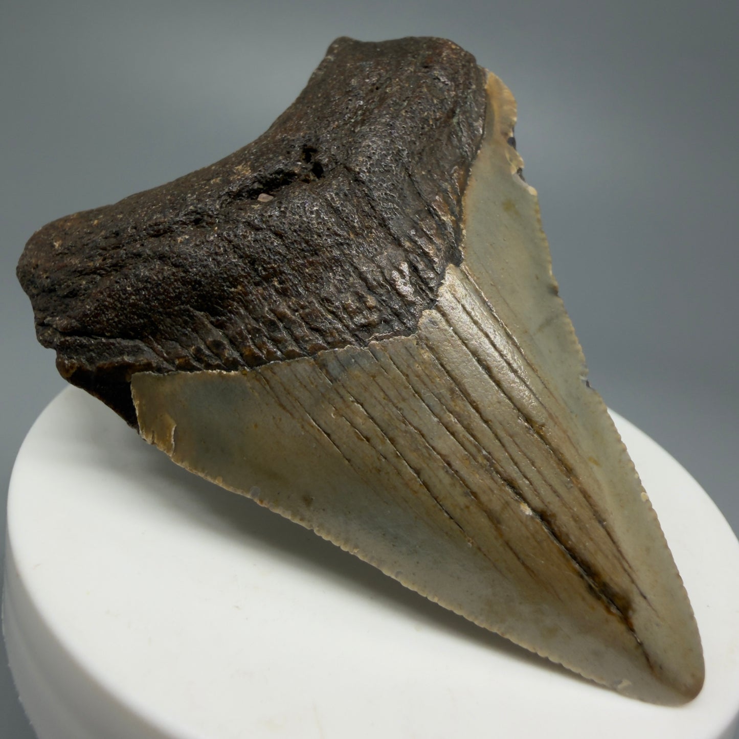 Serrated, colorful 2.63" Fossil Megalodon Shark Tooth from North Carolina CM5339 - Front Left