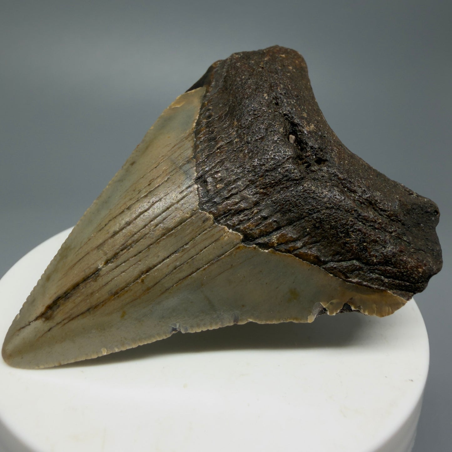Serrated, colorful 2.63" Fossil Megalodon Shark Tooth from North Carolina CM5339 - Front Right