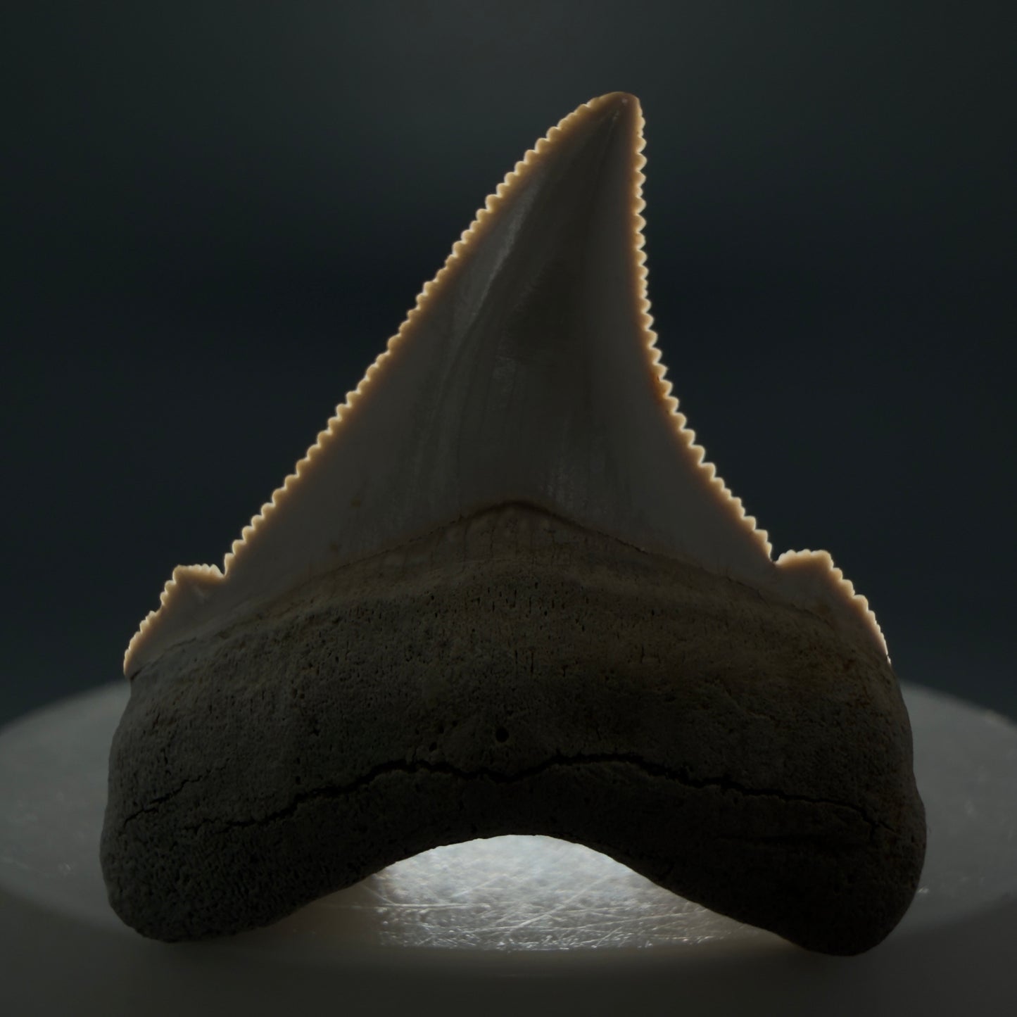 Front View 1.49" Fossil Carcharocles angustidens Shark Tooth from Summerville, South Carolina AN456 - 1