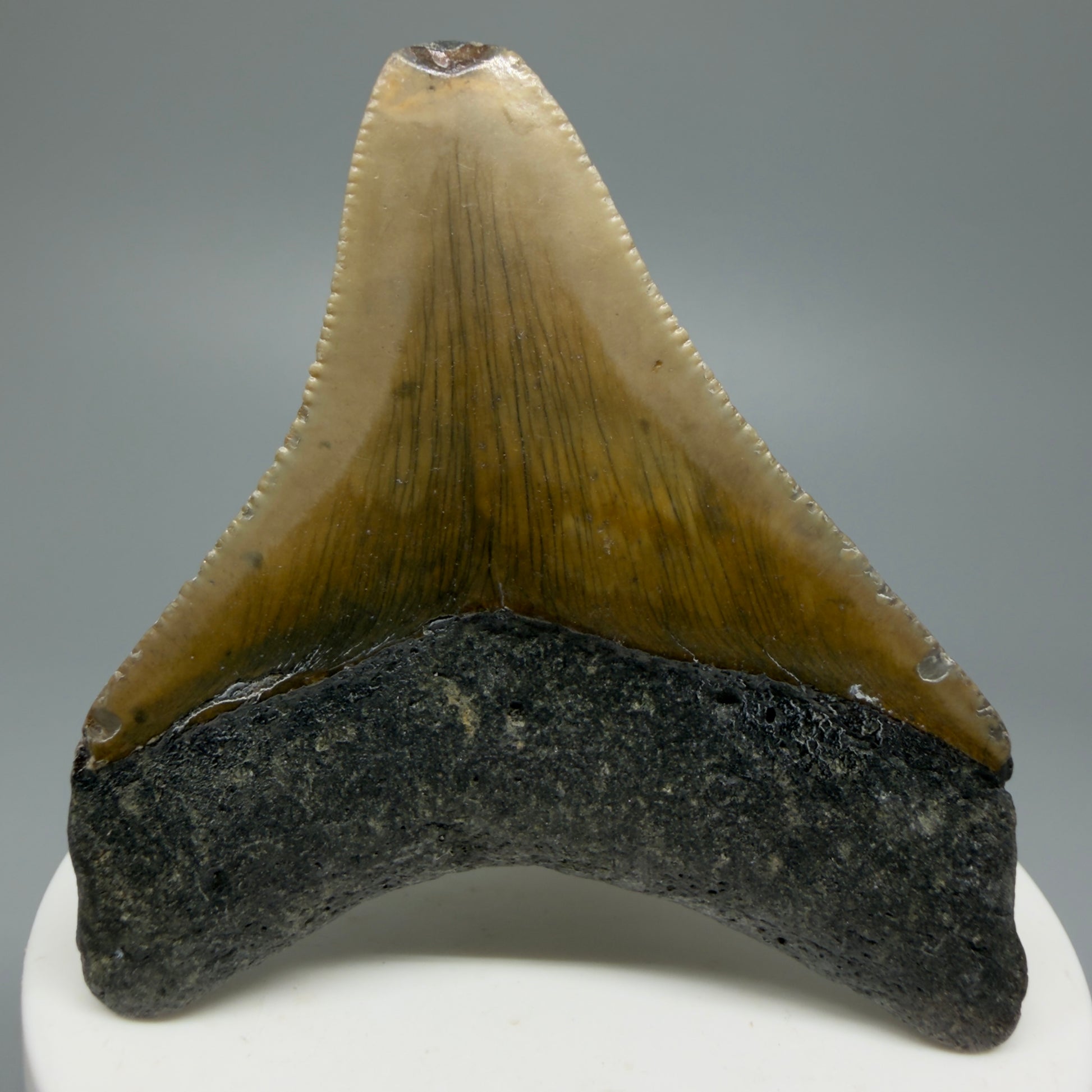 Lateral colorful 2.65" Fossil Megalodon Tooth from North Carolina CM5337 - Back