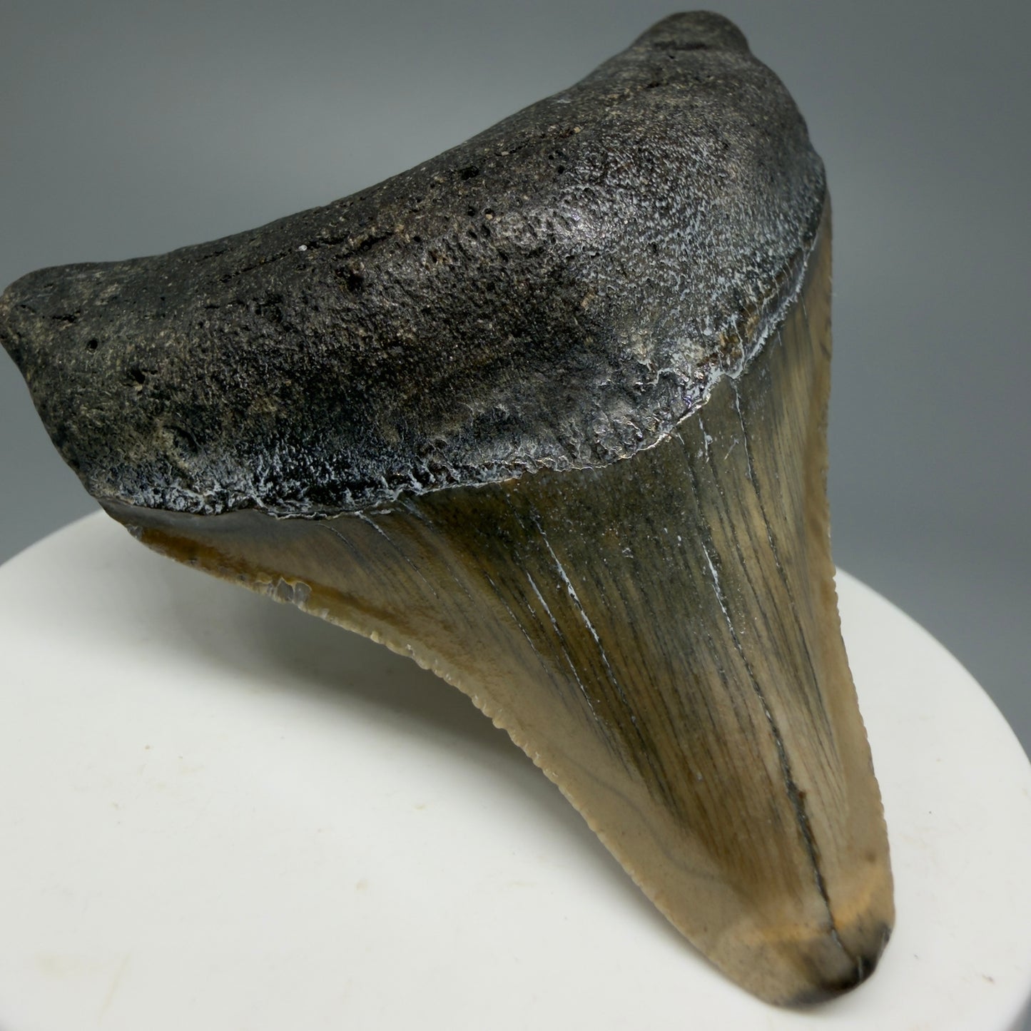 Lateral colorful 2.65" Fossil Megalodon Tooth from North Carolina CM5337 - Front Left