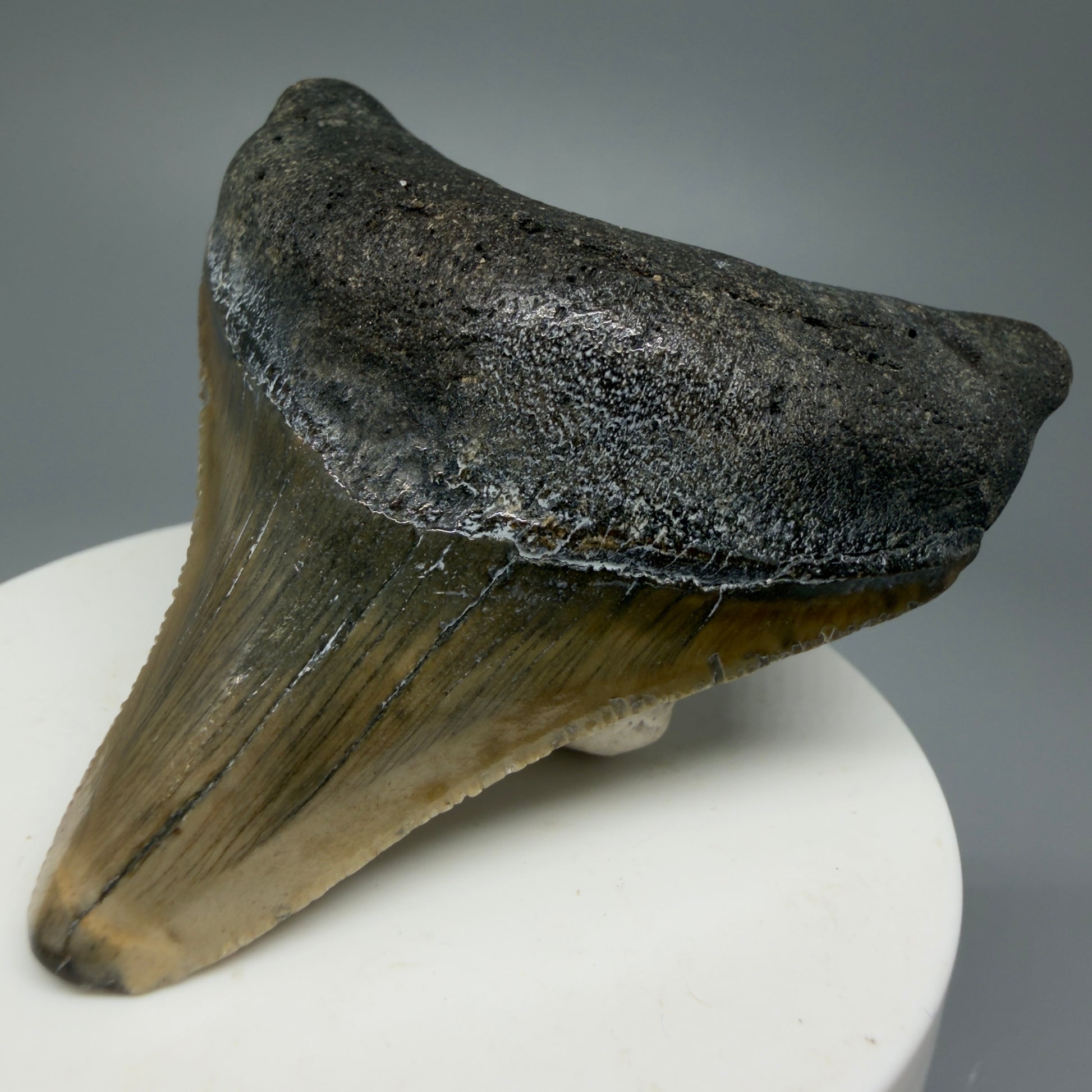 Lateral colorful 2.65" Fossil Megalodon Tooth from North Carolina CM5337 - Front Right