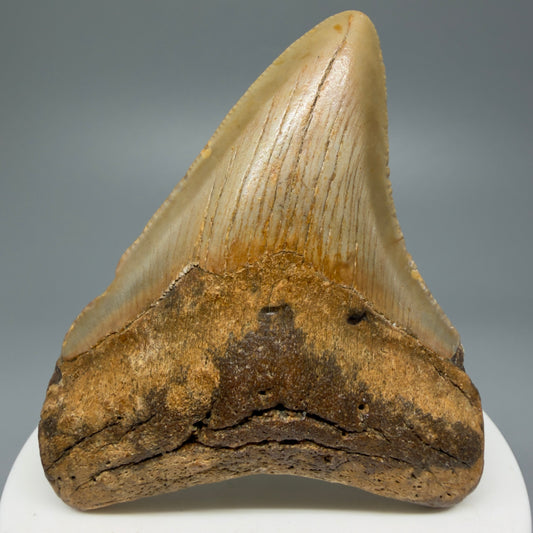 Colorful 2.84" Fossil Megalodon Shark Tooth from North Carolina CM5340 - Front