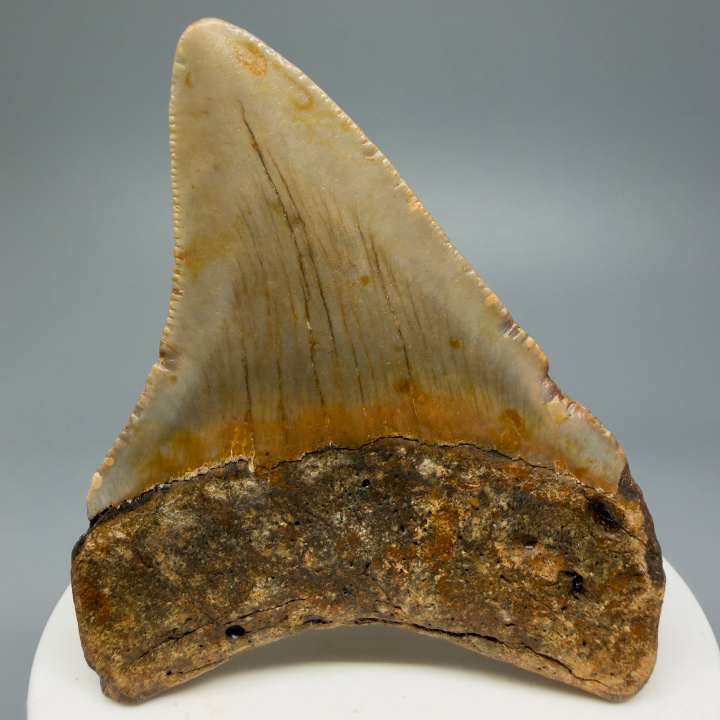 Colorful 2.84" Fossil Megalodon Shark Tooth from North Carolina CM5340 - Back