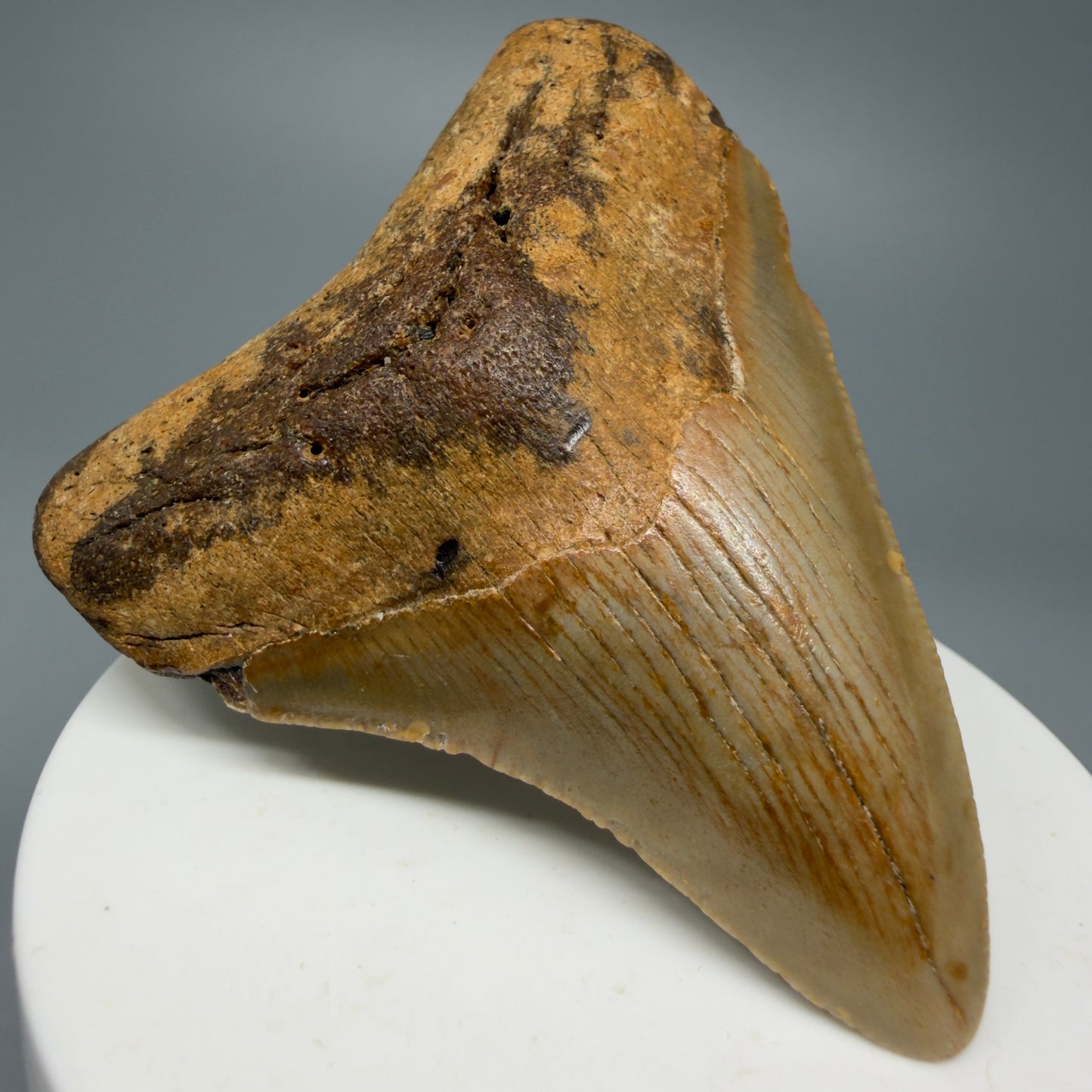 Colorful 2.84" Fossil Megalodon Shark Tooth from North Carolina CM5340 - Front Left