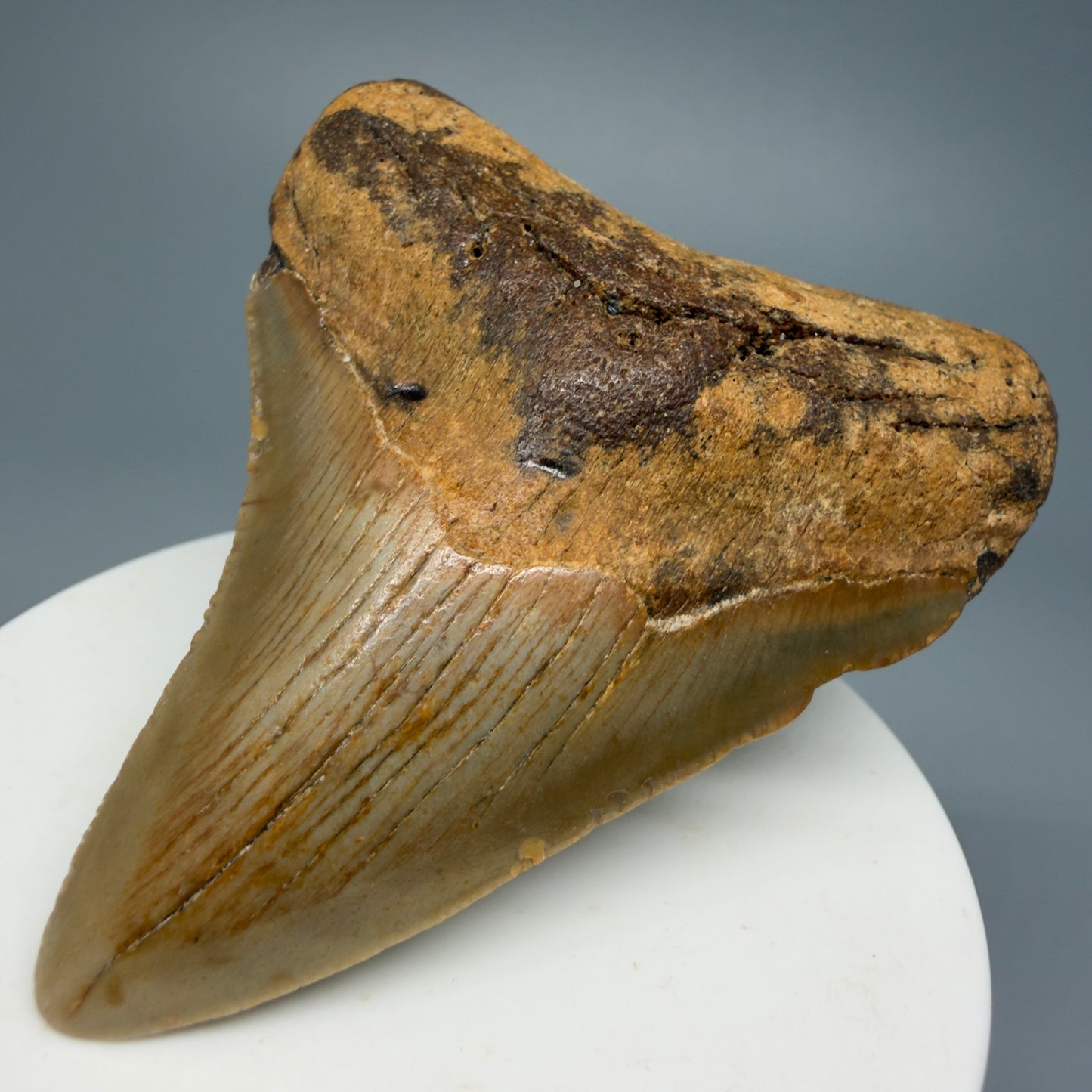 Colorful 2.84" Fossil Megalodon Shark Tooth from North Carolina CM5340 - Front Right